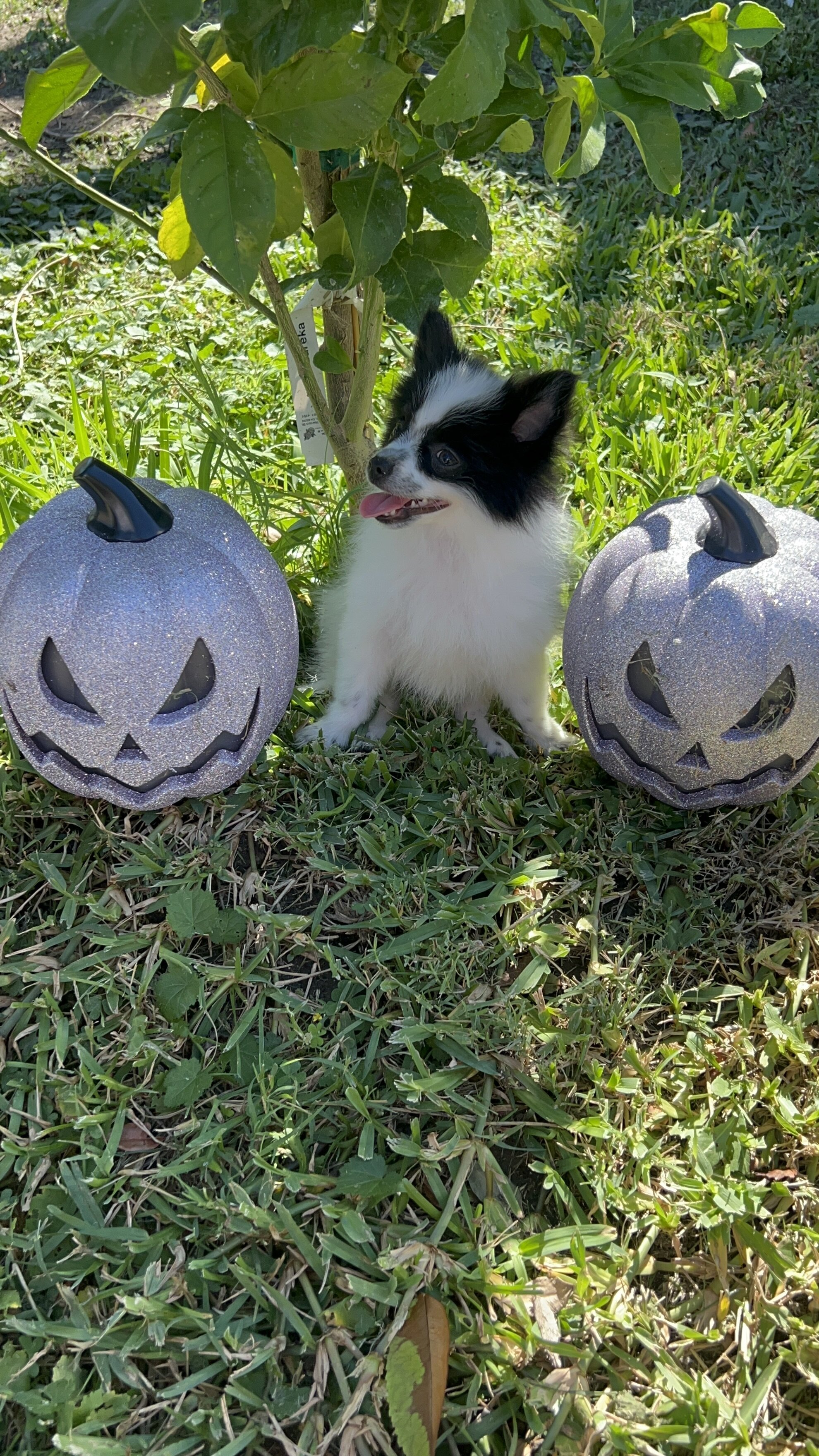 Pomeranian puppies image 4