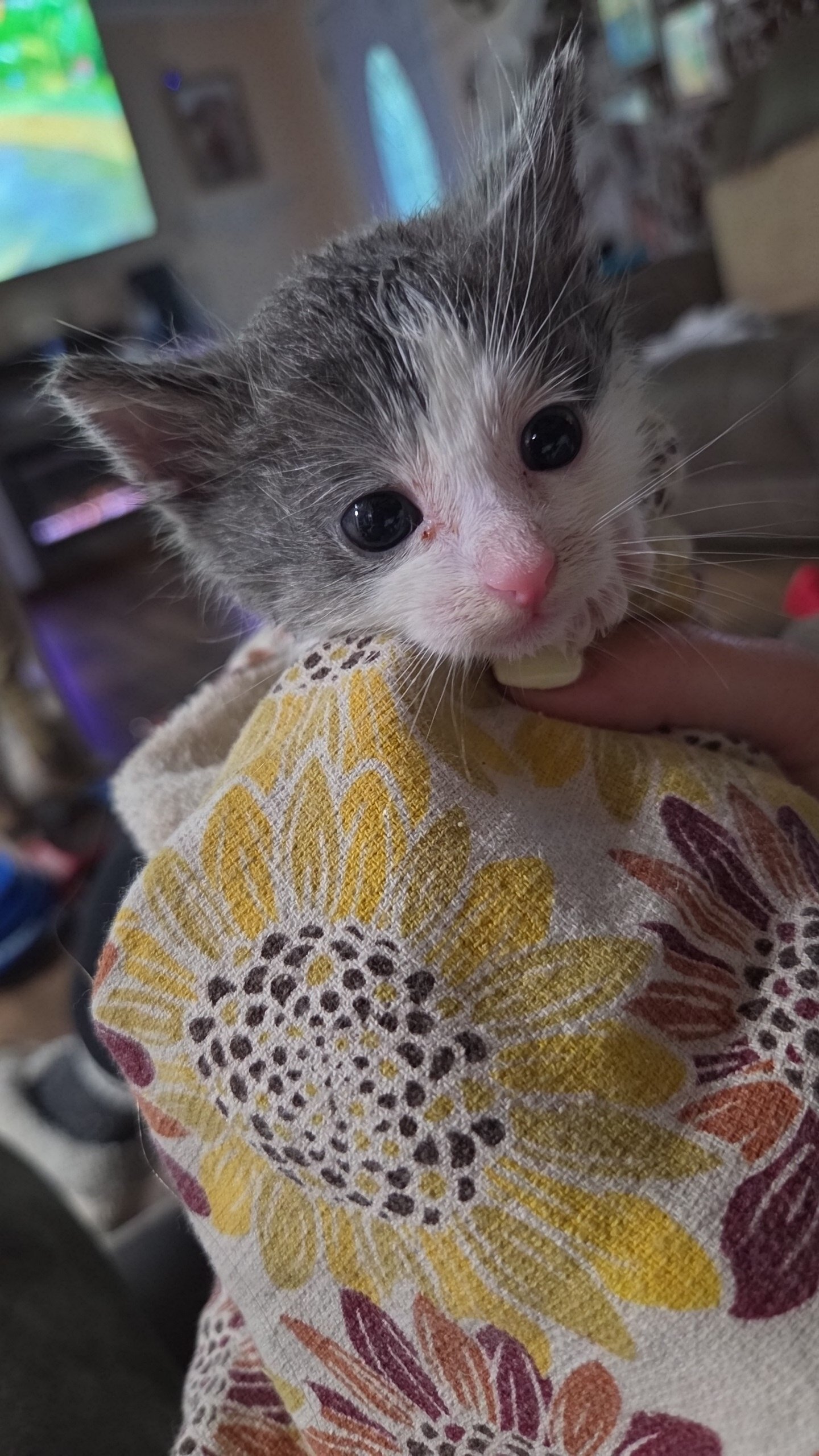 Kittnes image 1