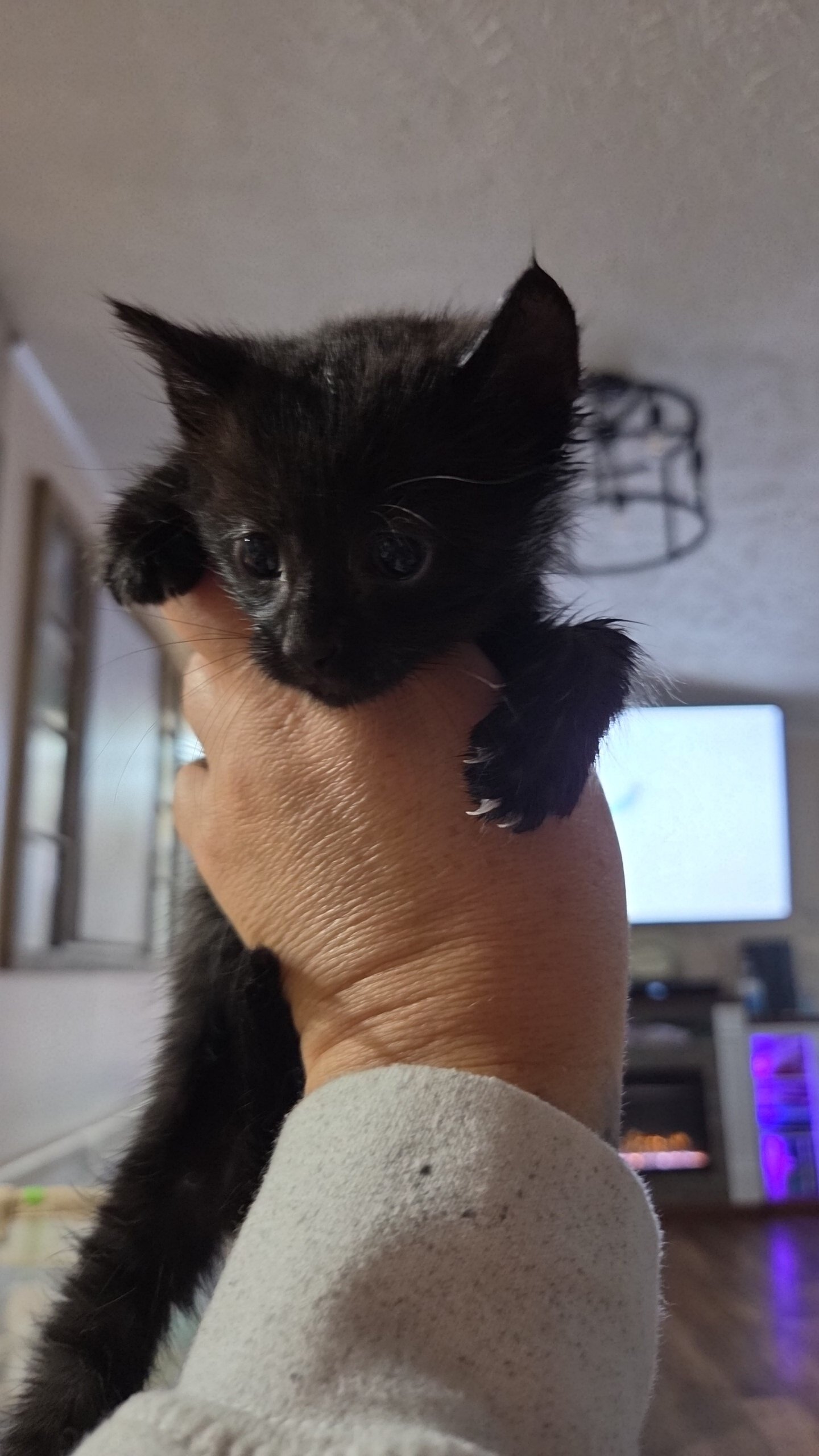 Kittnes image 2