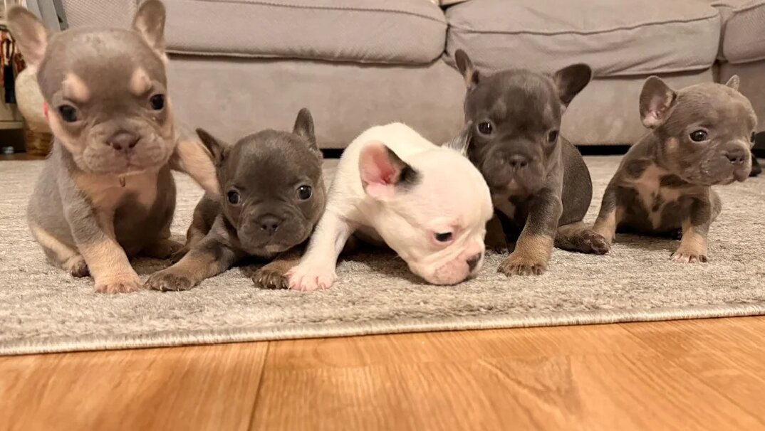 Beautiful French Bulldog Puppies image 1