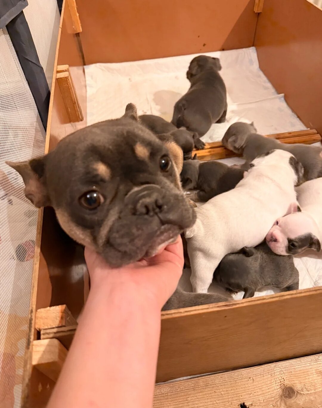 Beautiful French Bulldog Puppies image 2