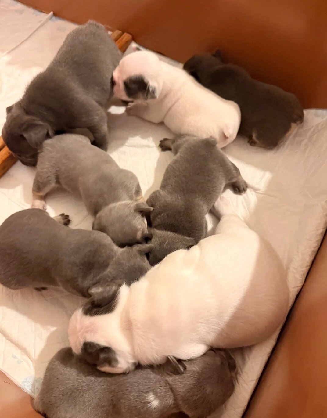 Beautiful French Bulldog Puppies image 4