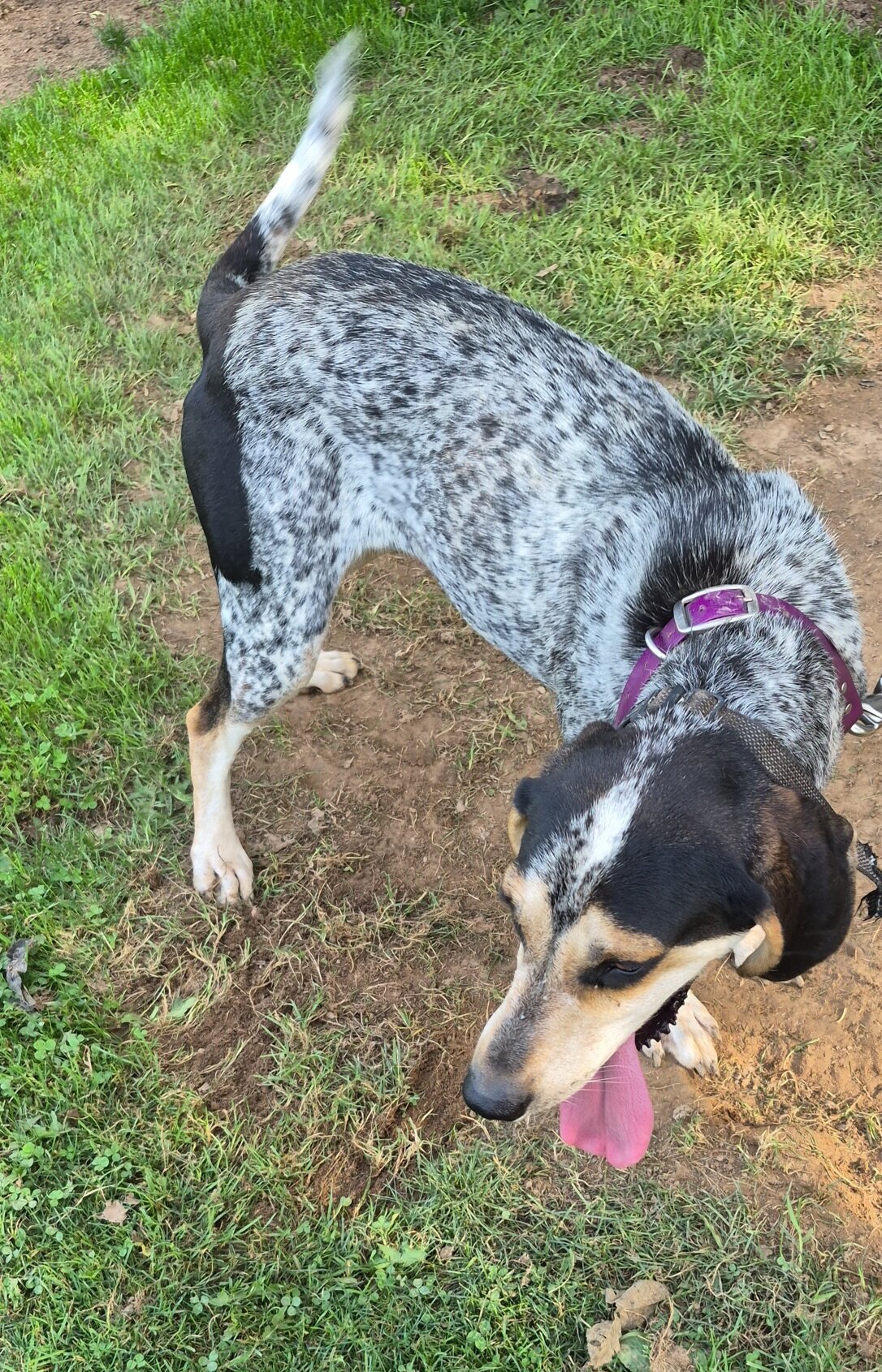 English walker/bluetick image 1