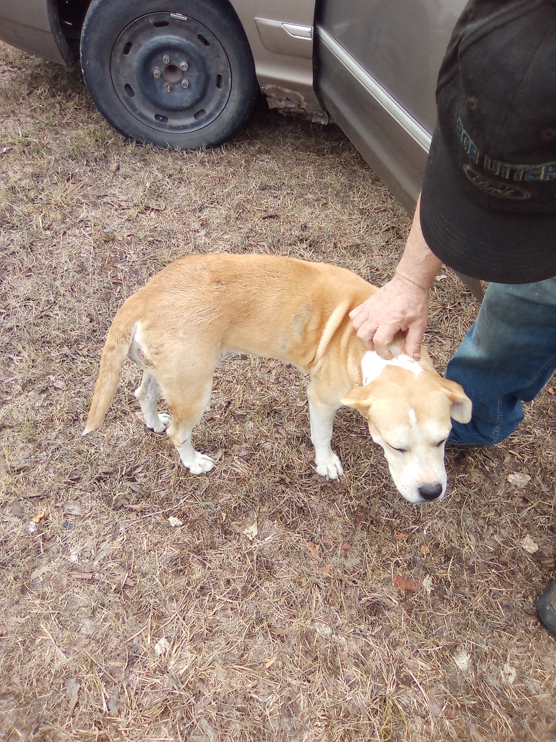 FREE PIT image 2