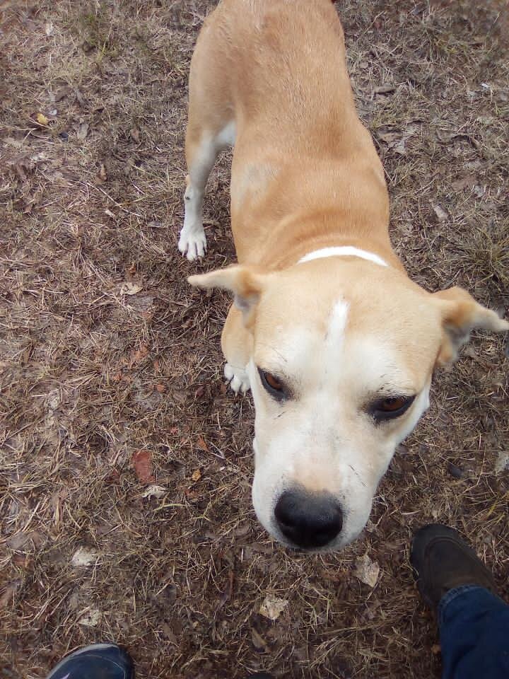 FREE PIT image 1