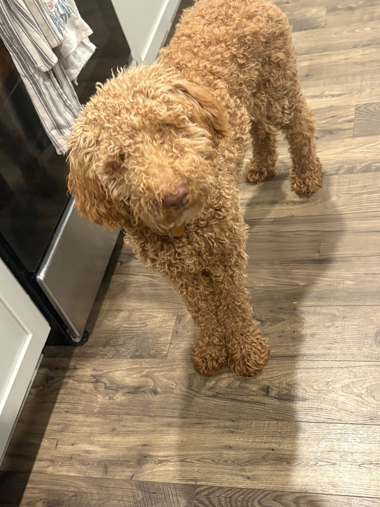 Standard Poodle Puppy image 1