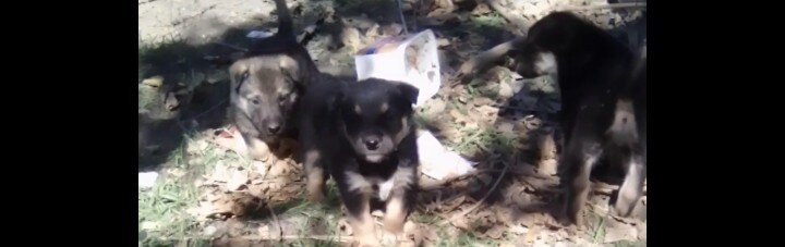 German Shepard Pups image 1