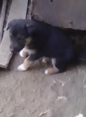 German Shepard Pups image 2