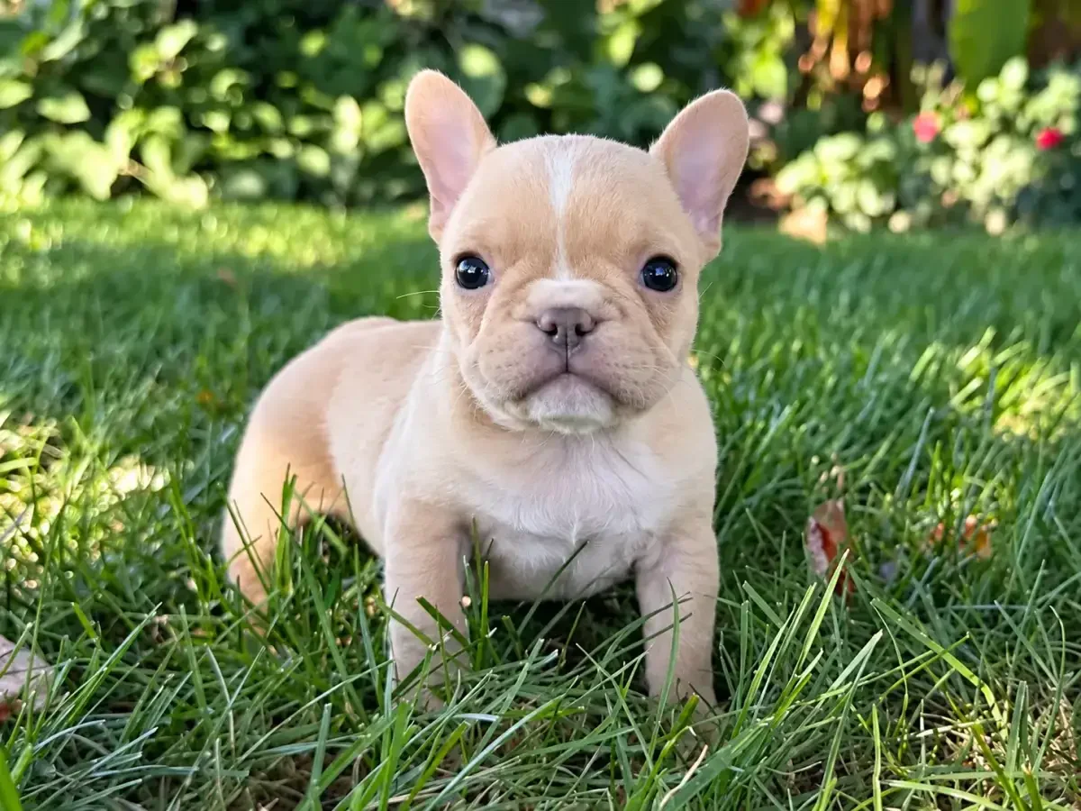 A French Bulldog image 1