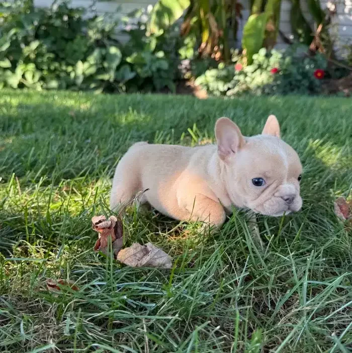 A French Bulldog image 2