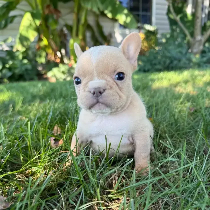 A French Bulldog image 3