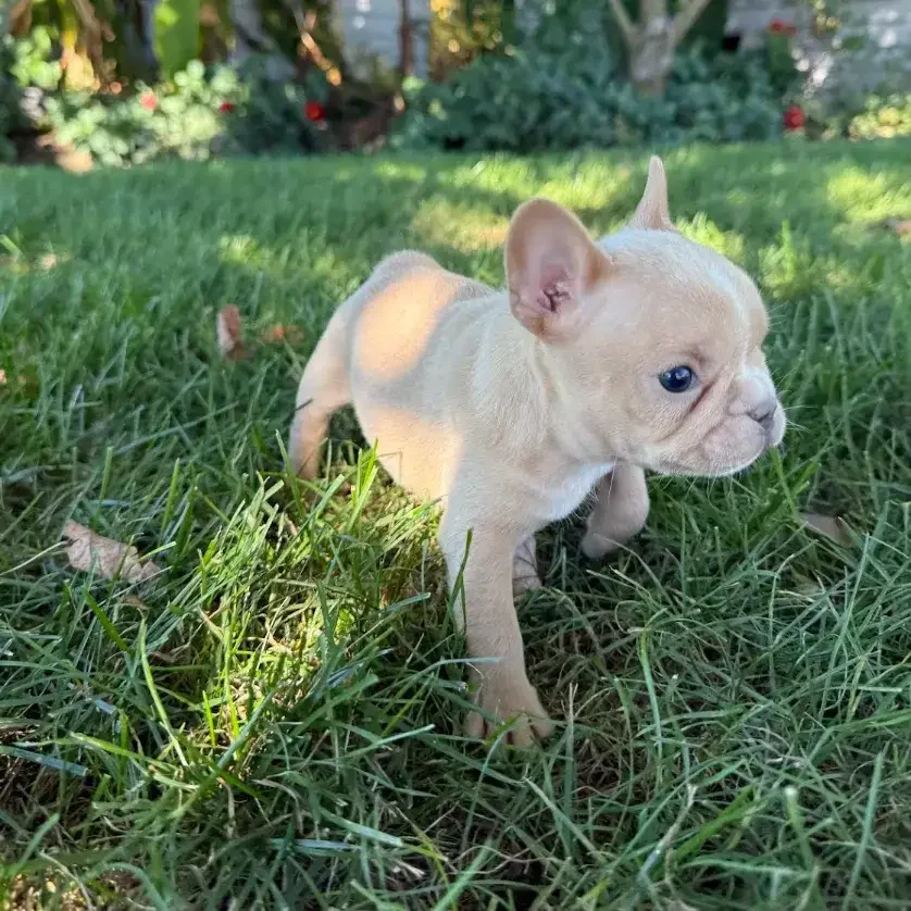 A French Bulldog image 4