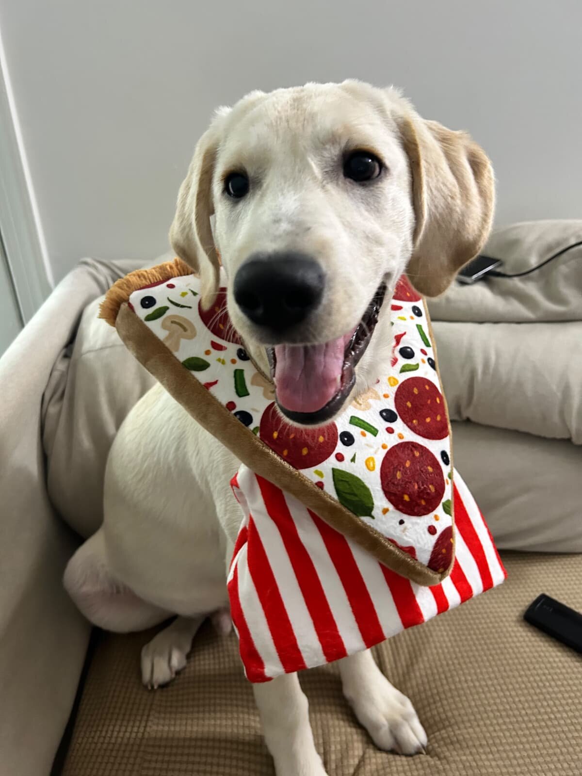 7-month-old purebred Labrador Retriever image 1