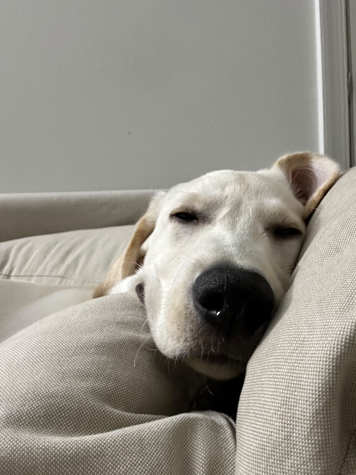 7-month-old purebred Labrador Retriever image 3