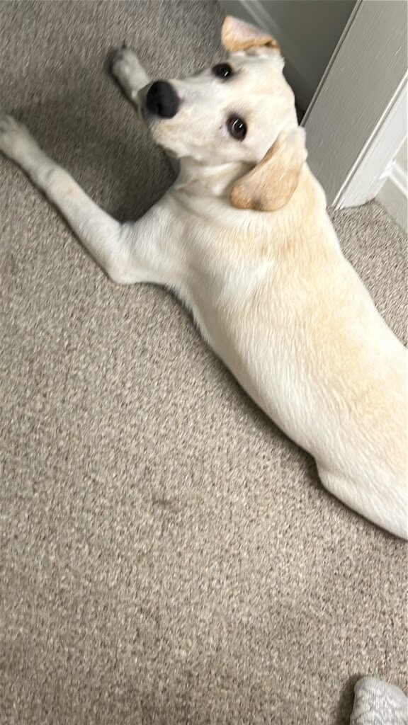 7-month-old purebred Labrador Retriever image 2