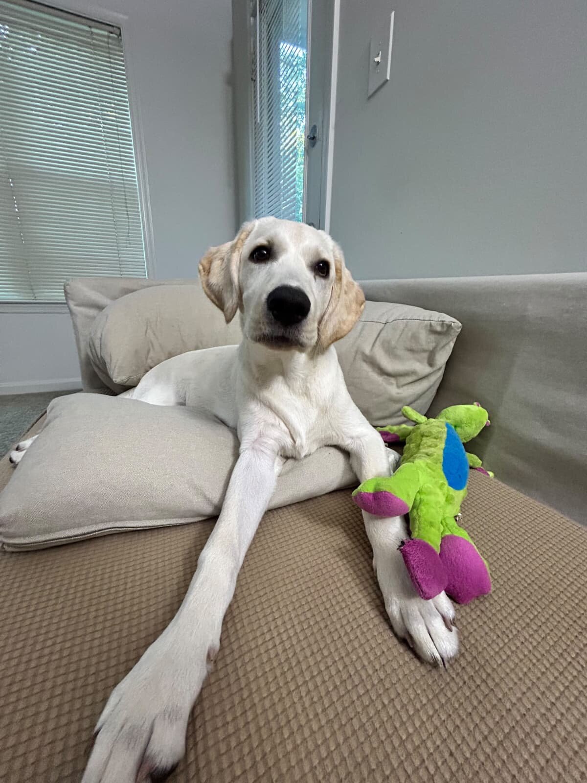 7-month-old purebred Labrador Retriever image 4