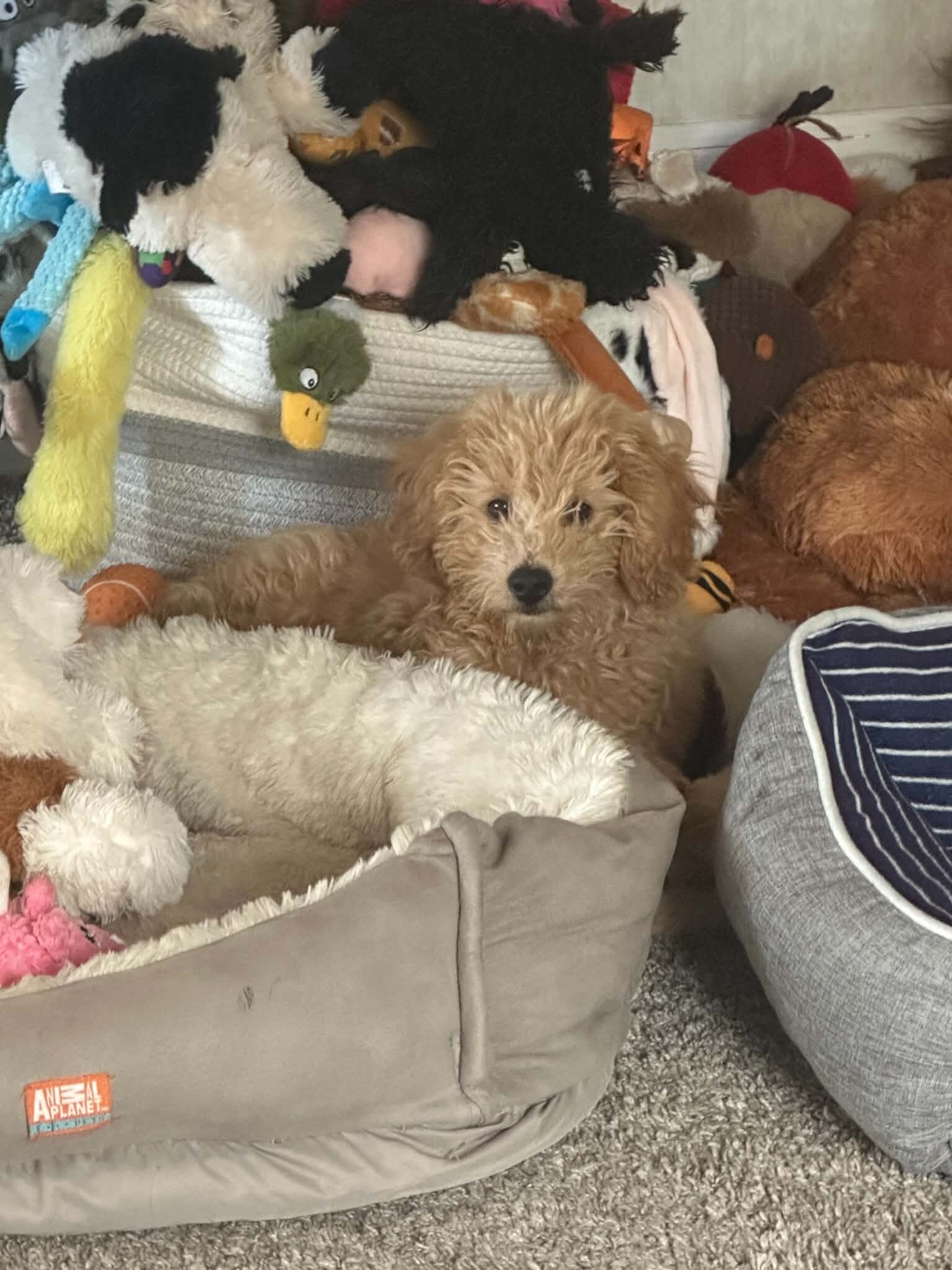 11 Week Old Miniature Goldendoodle image 2