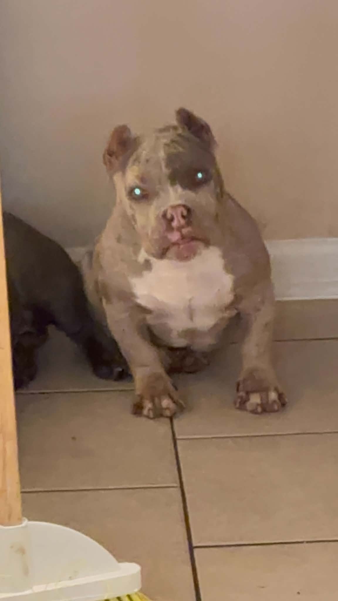Micro bully female image 1