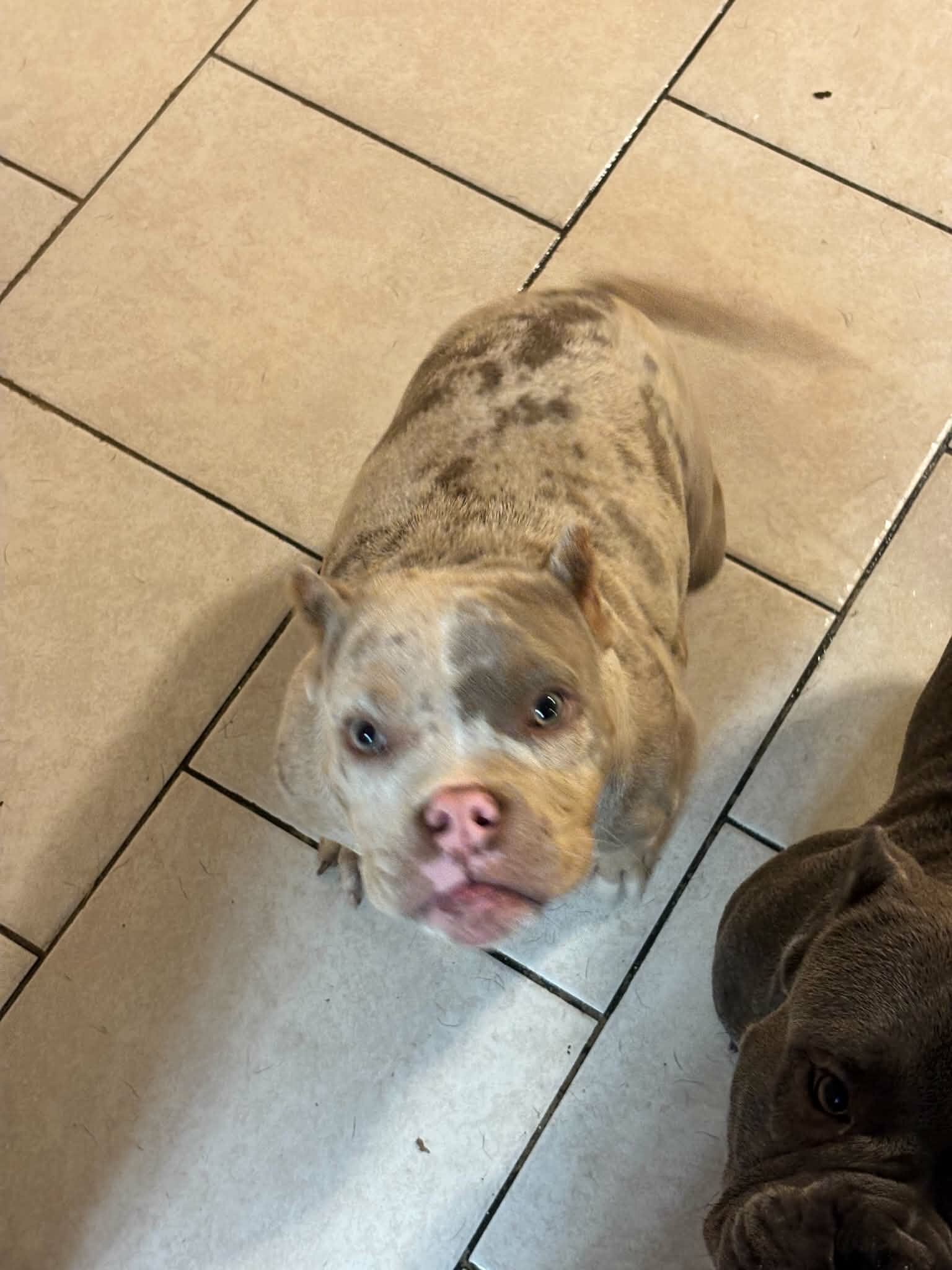 Micro bully female image 3