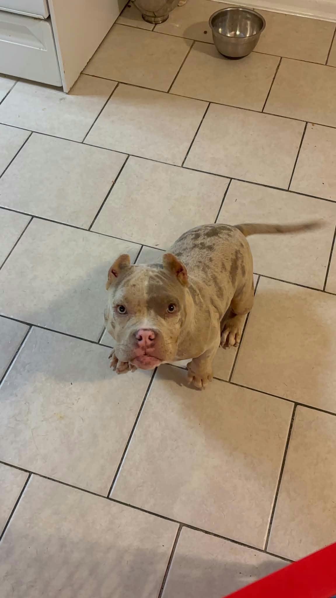 Micro bully female image 2
