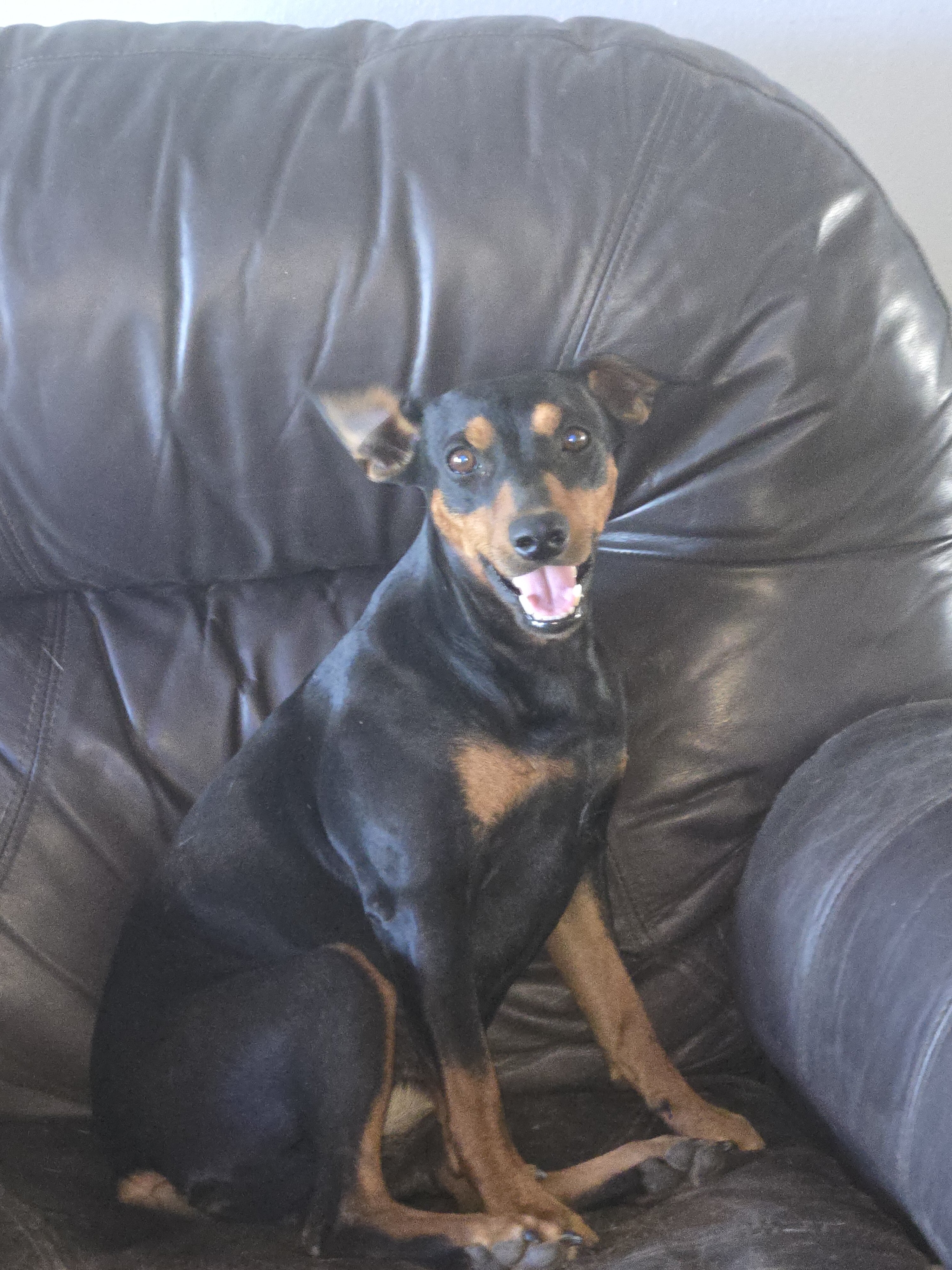 AKC German Pinscher  dog image 1