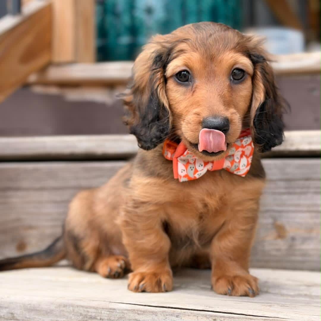 Jason – The Adorable Male Dachshund Puppy image 1