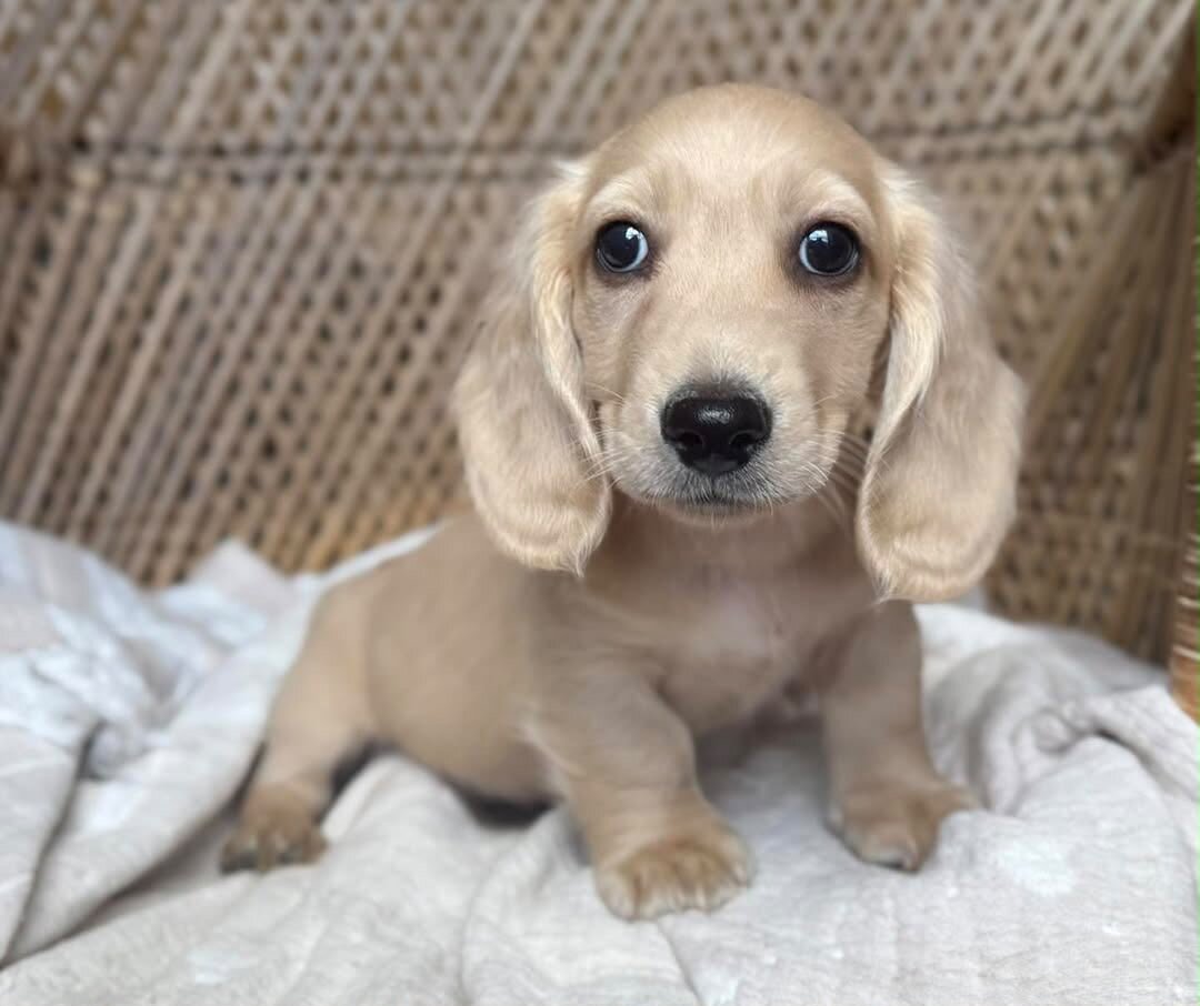 Meet Jacko – A Handsome Male with a Heart of Gold! image 1