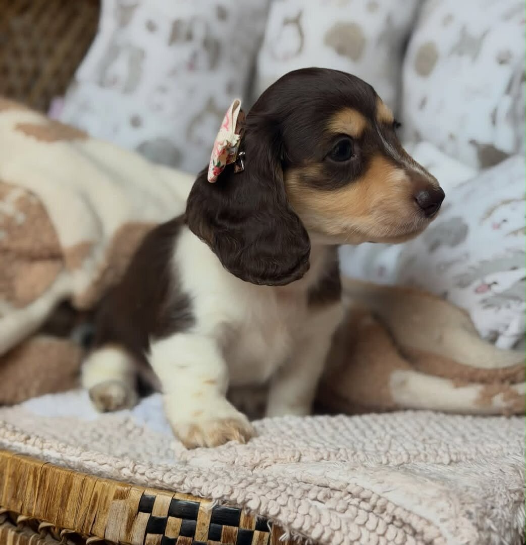 Elma – A Beautiful Girl with a Heart Full of Love! image 1
