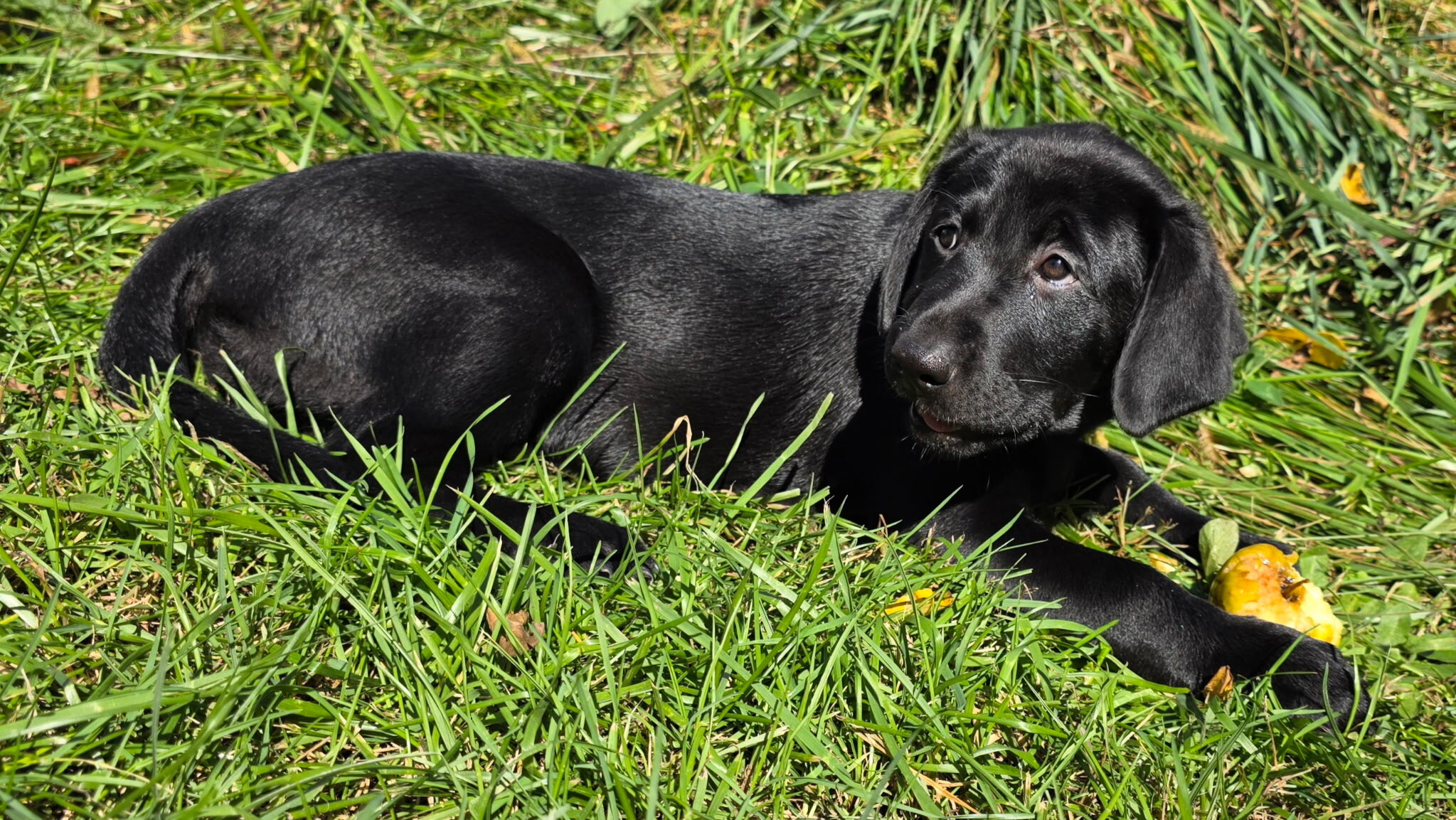 Labradors puppies image 3