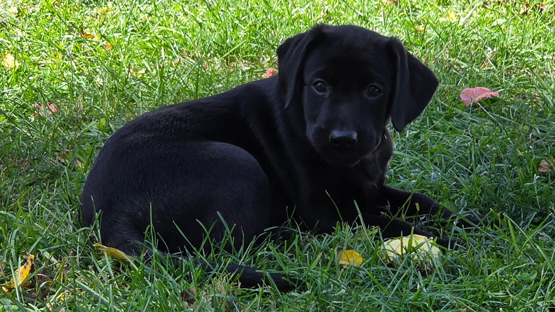 Labradors puppies image 2