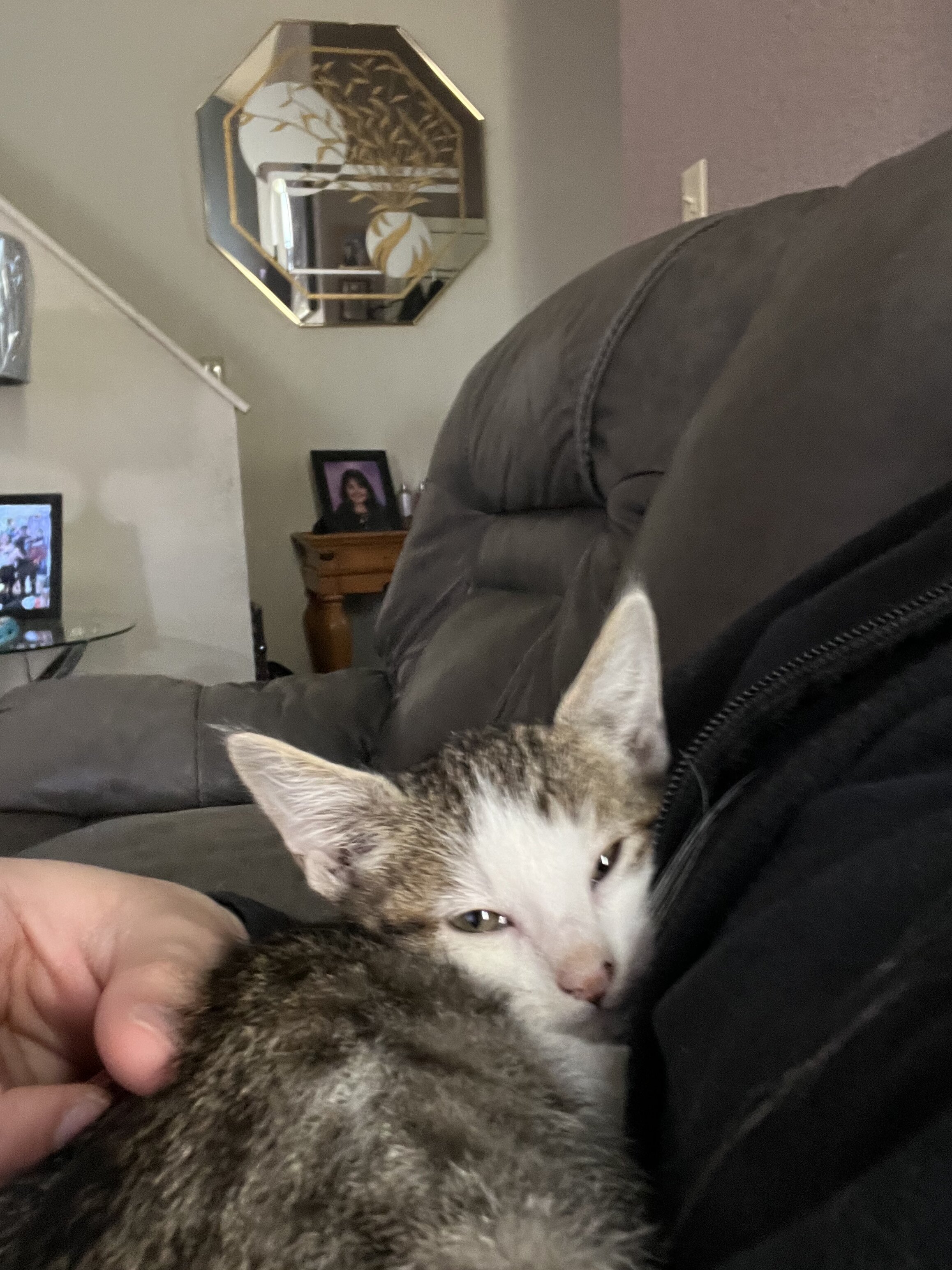 cat image 9