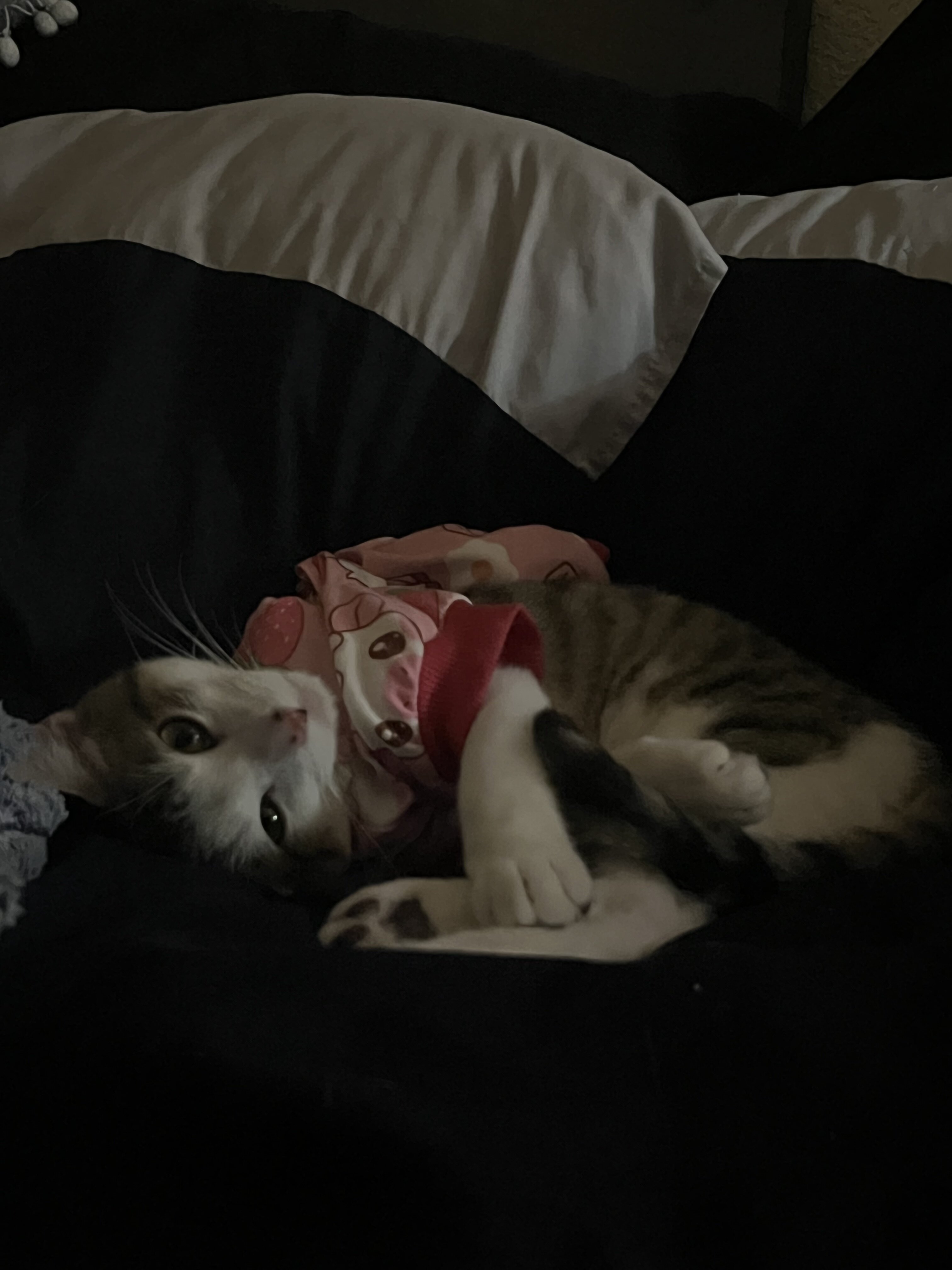 cat image 4