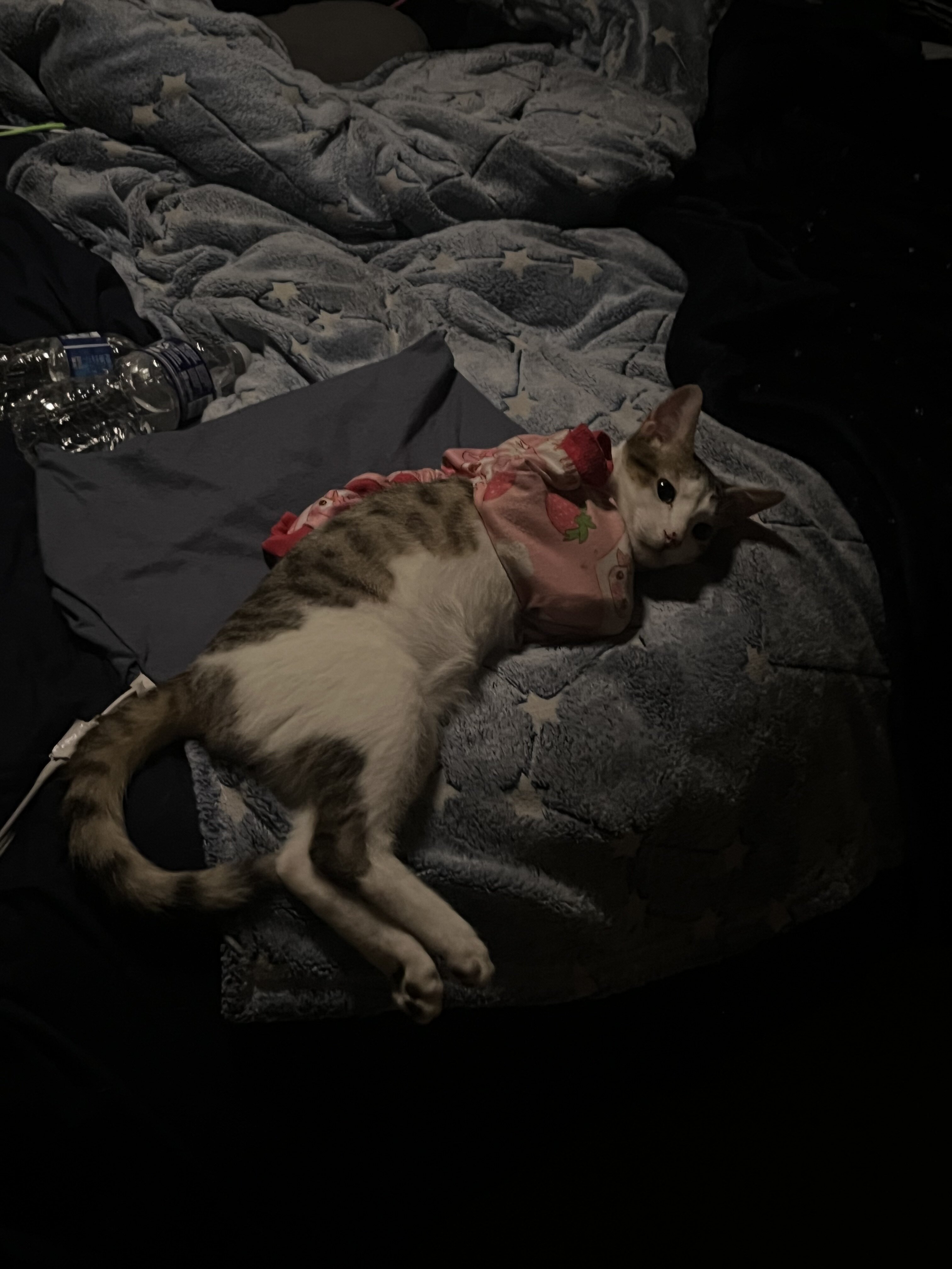 cat image 8