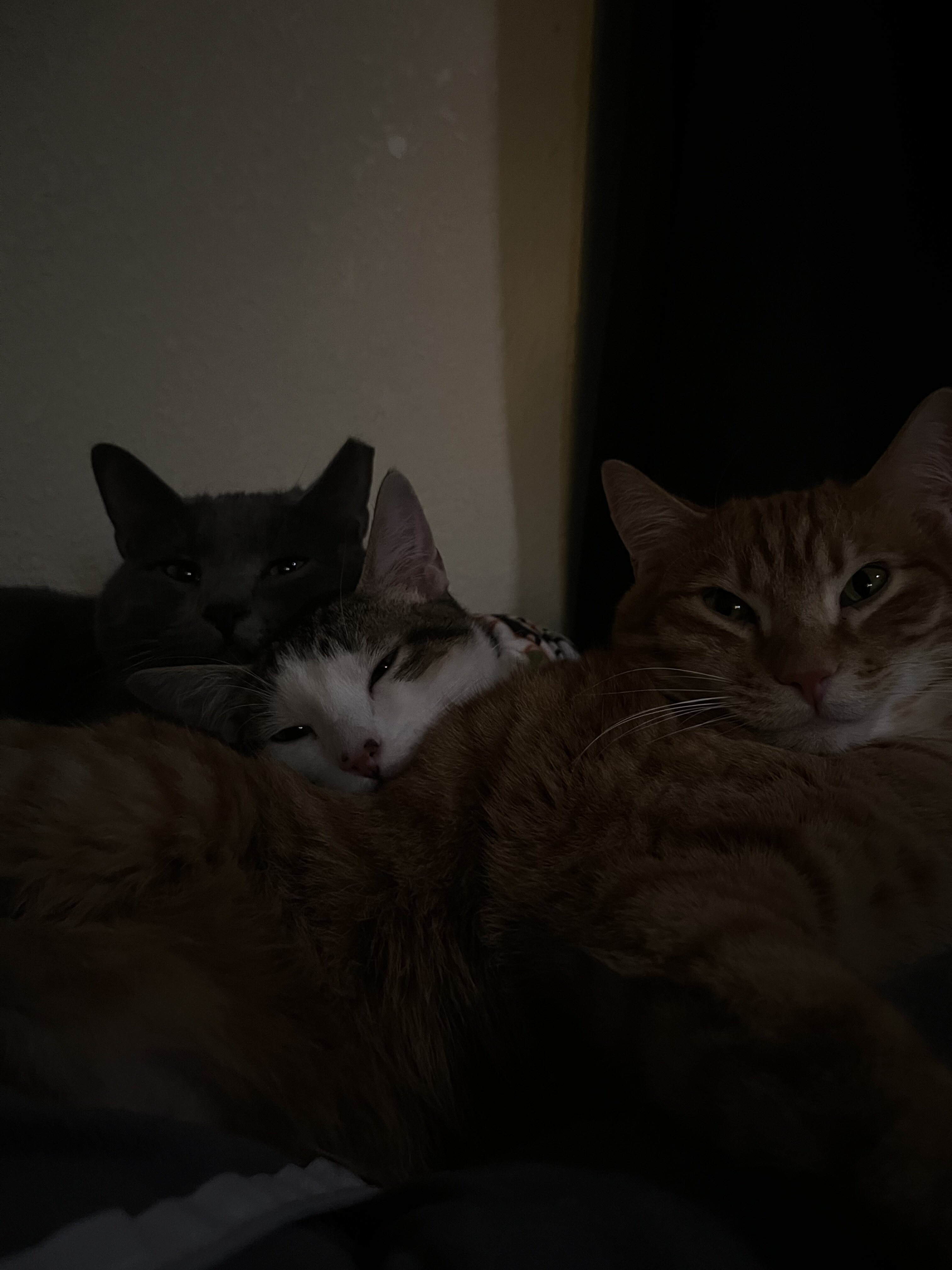 cat image 6