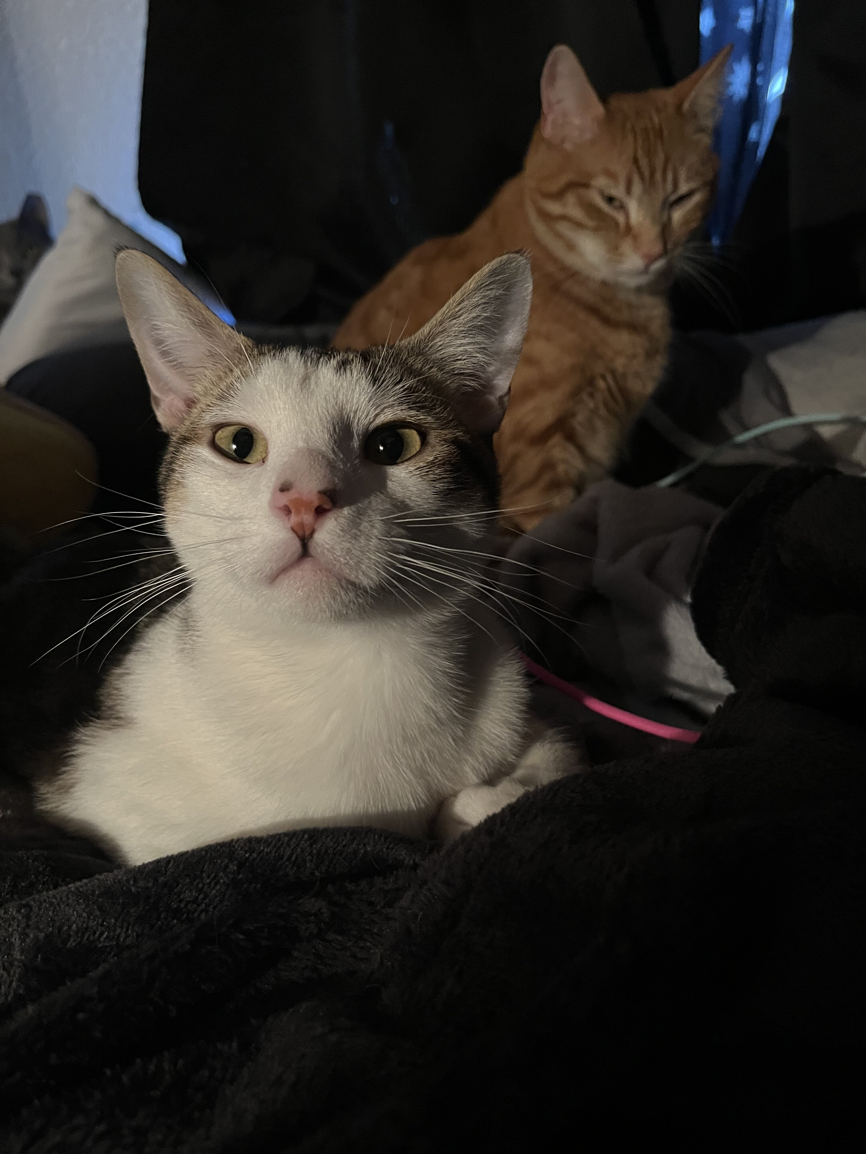 cat image 1