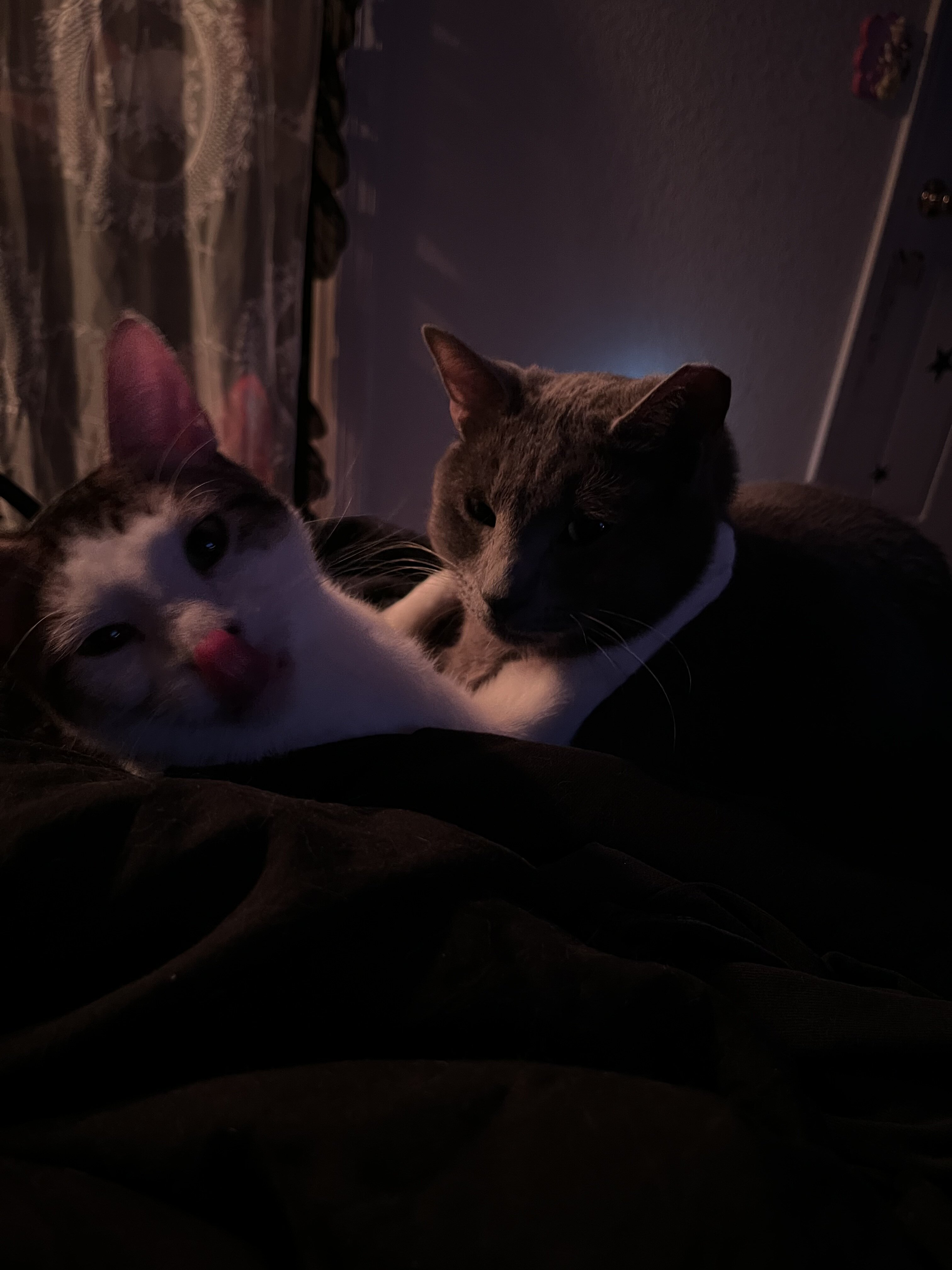 cat image 7