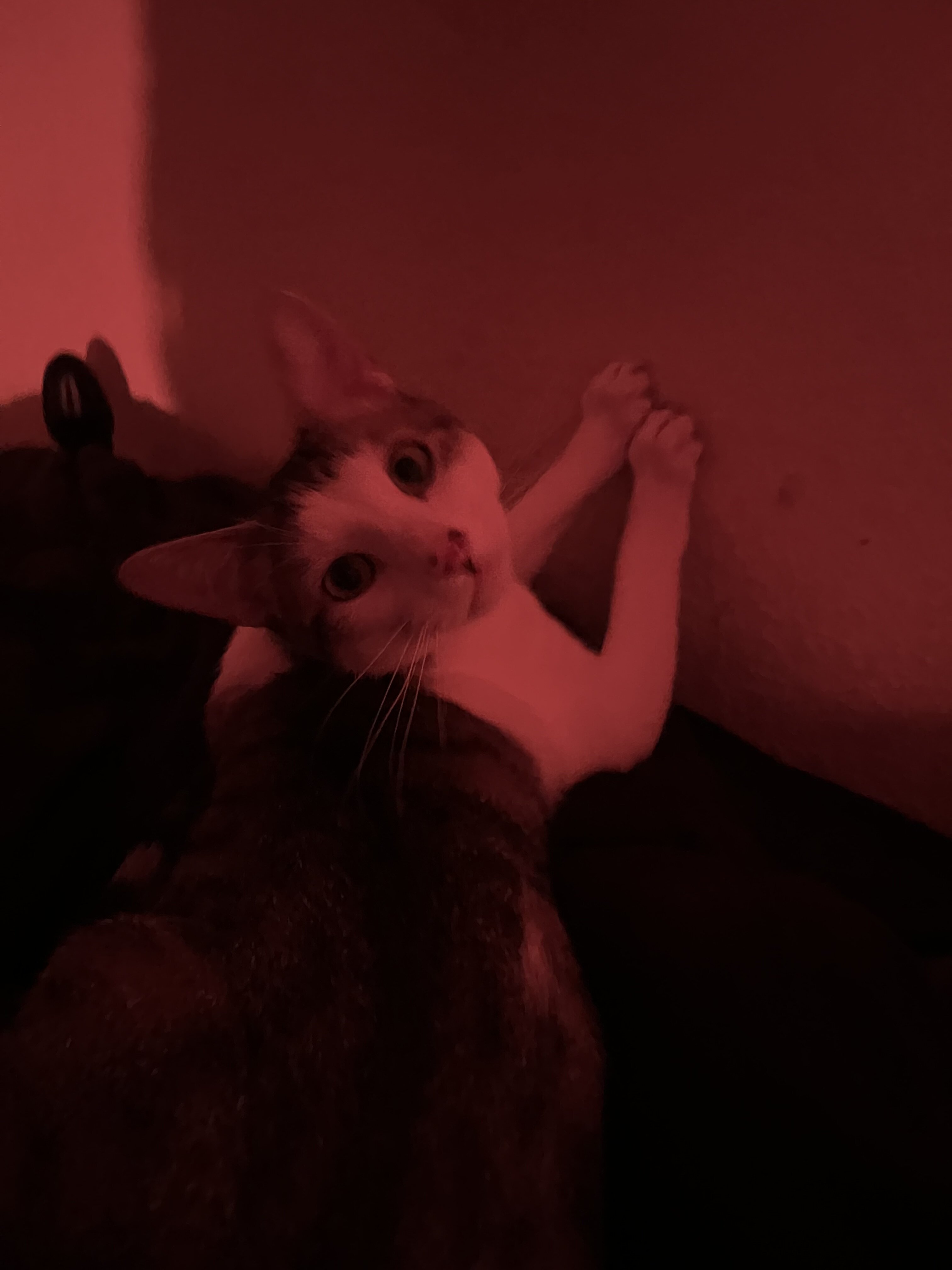 cat image 3