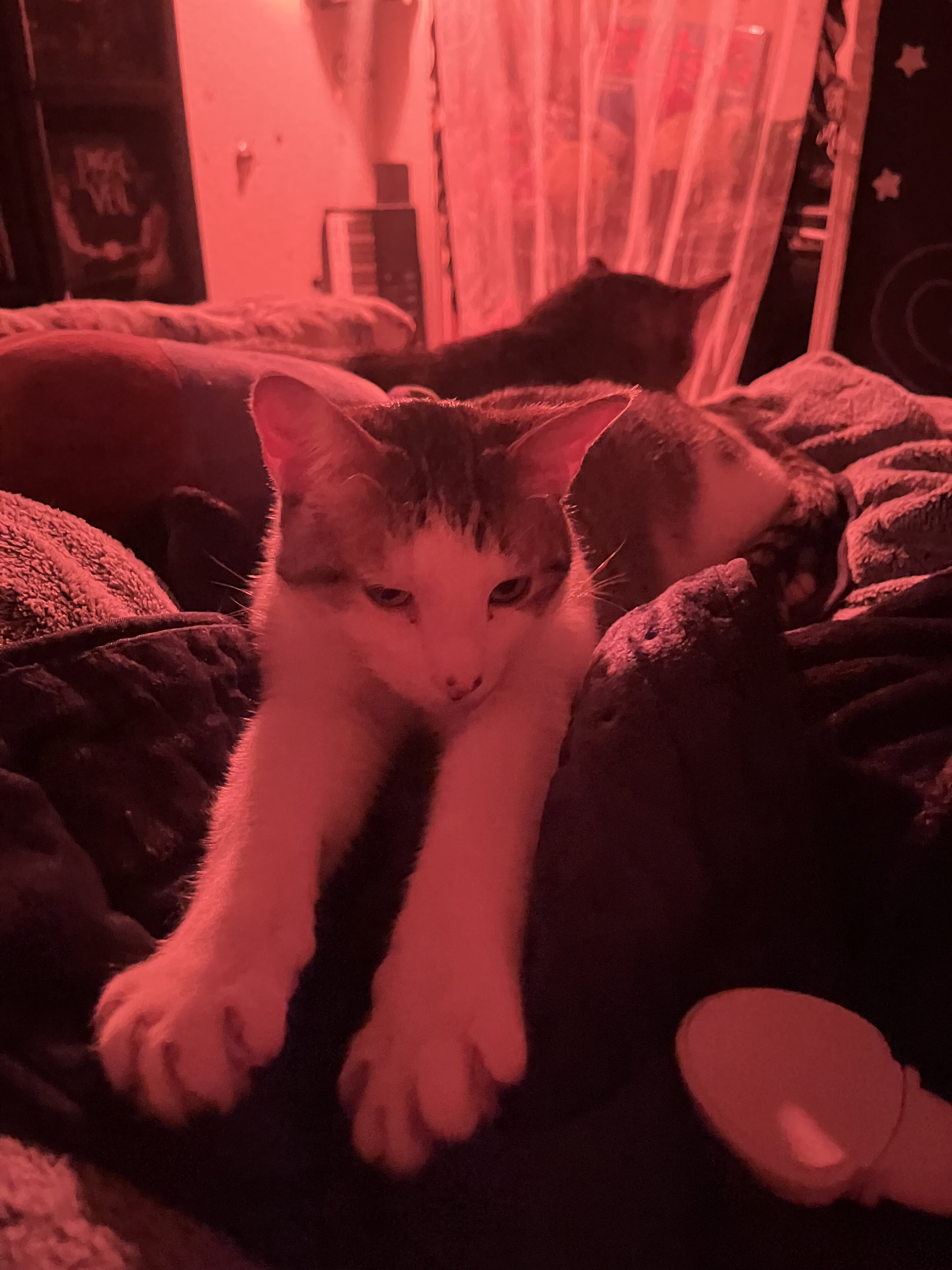 cat image 5