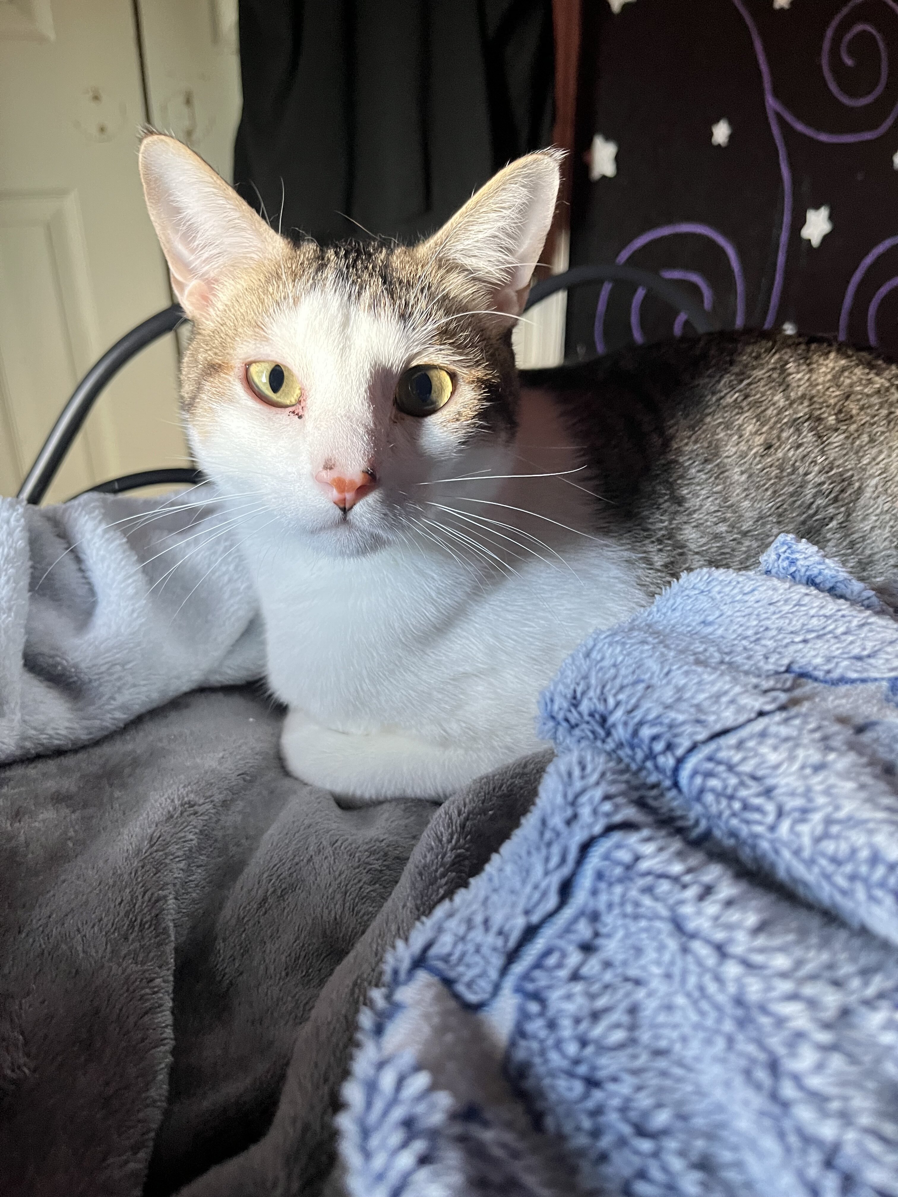 cat image 2