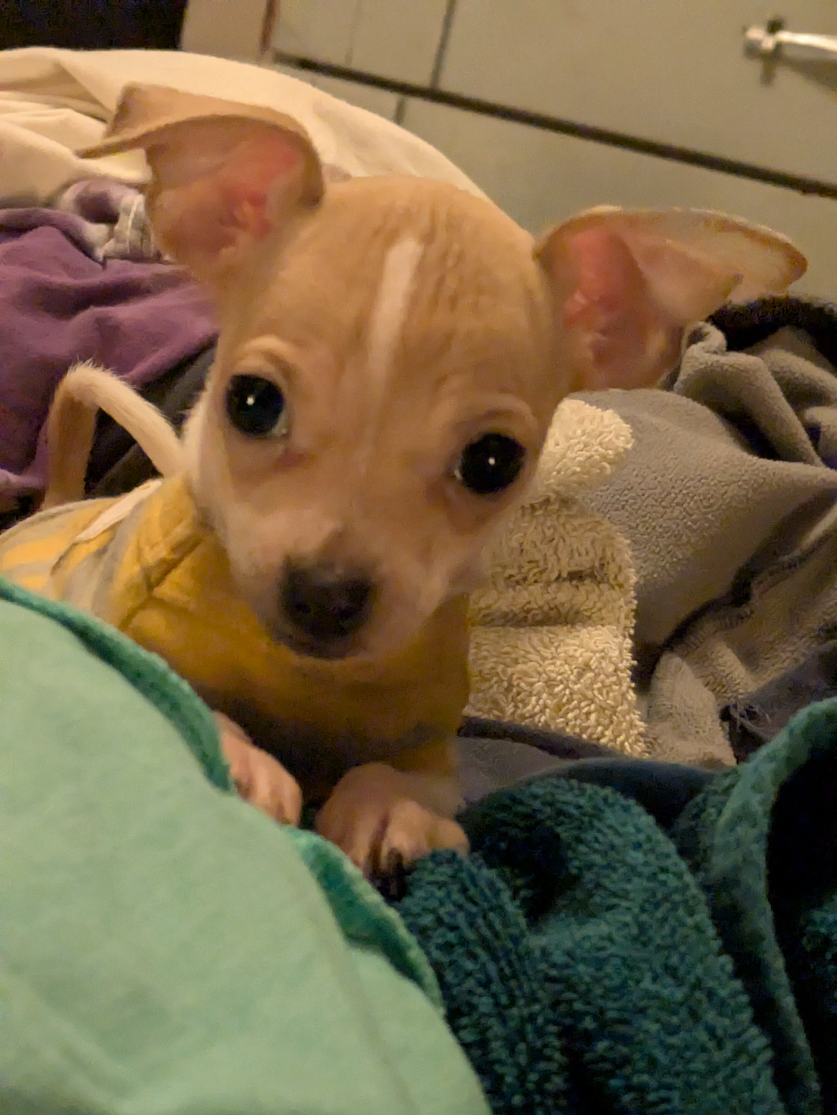 9 month old female Chihuahua image 1
