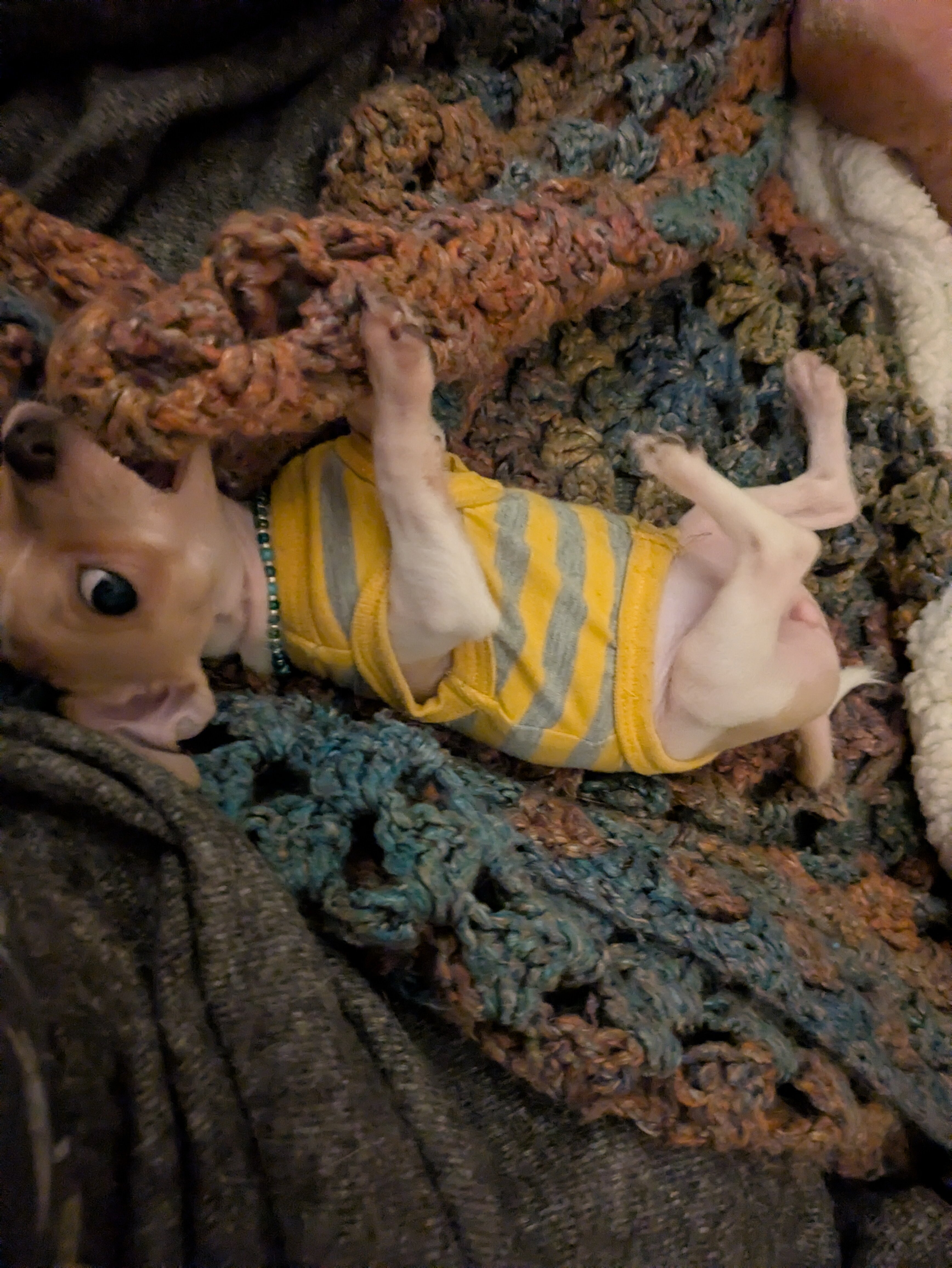 9 month old female Chihuahua image 2