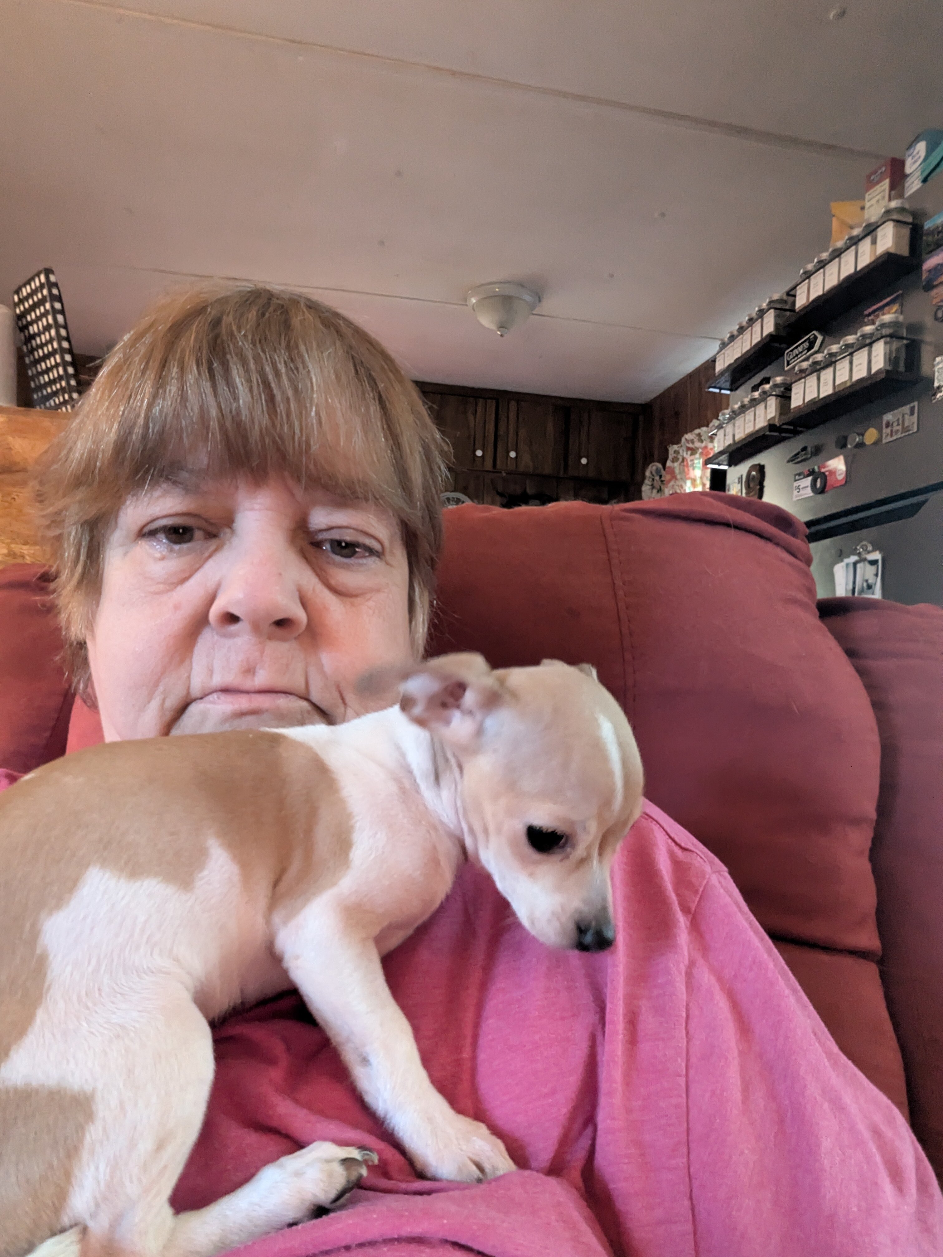 9 month old female Chihuahua image 3