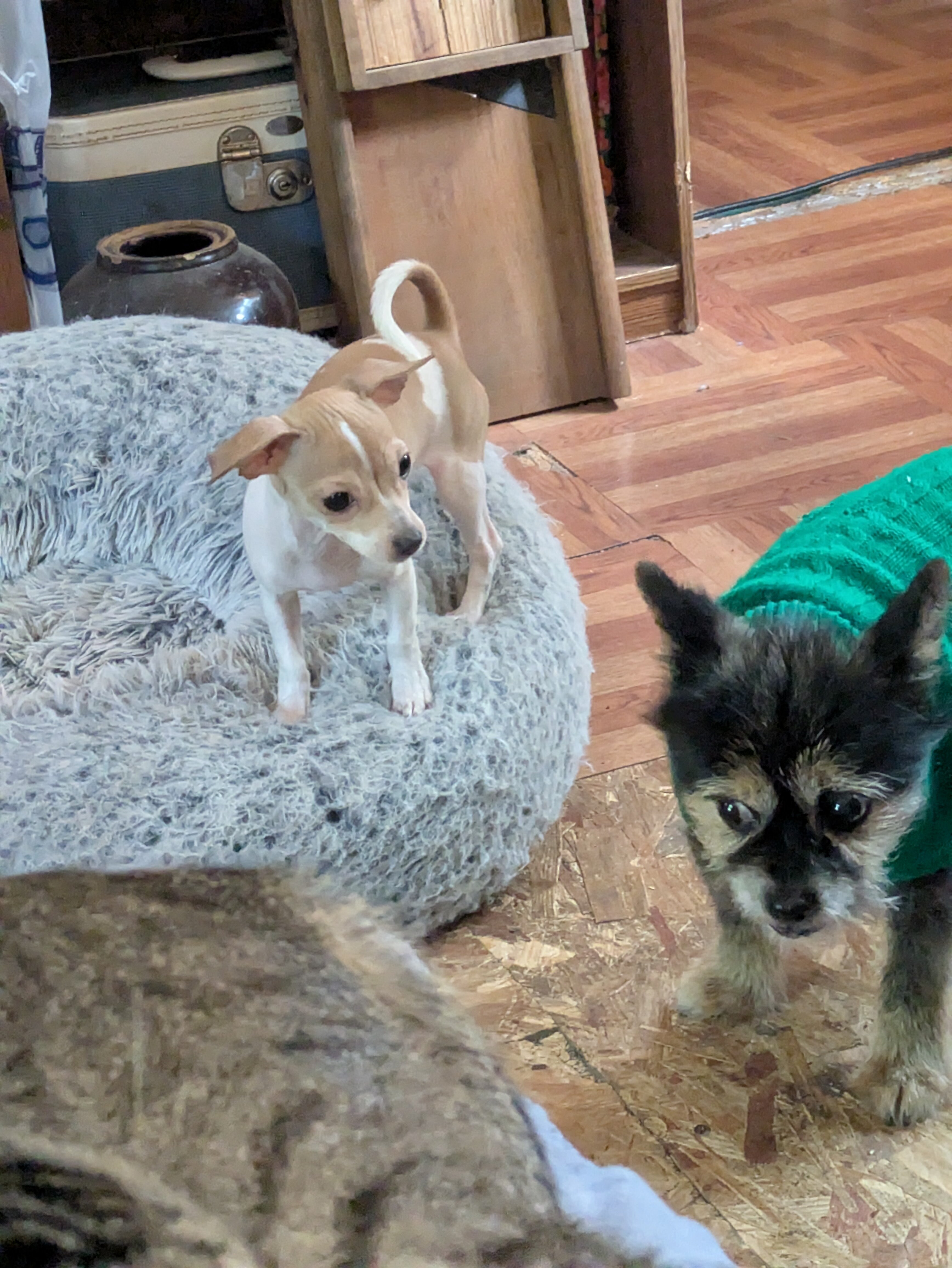 9 month old female Chihuahua image 4