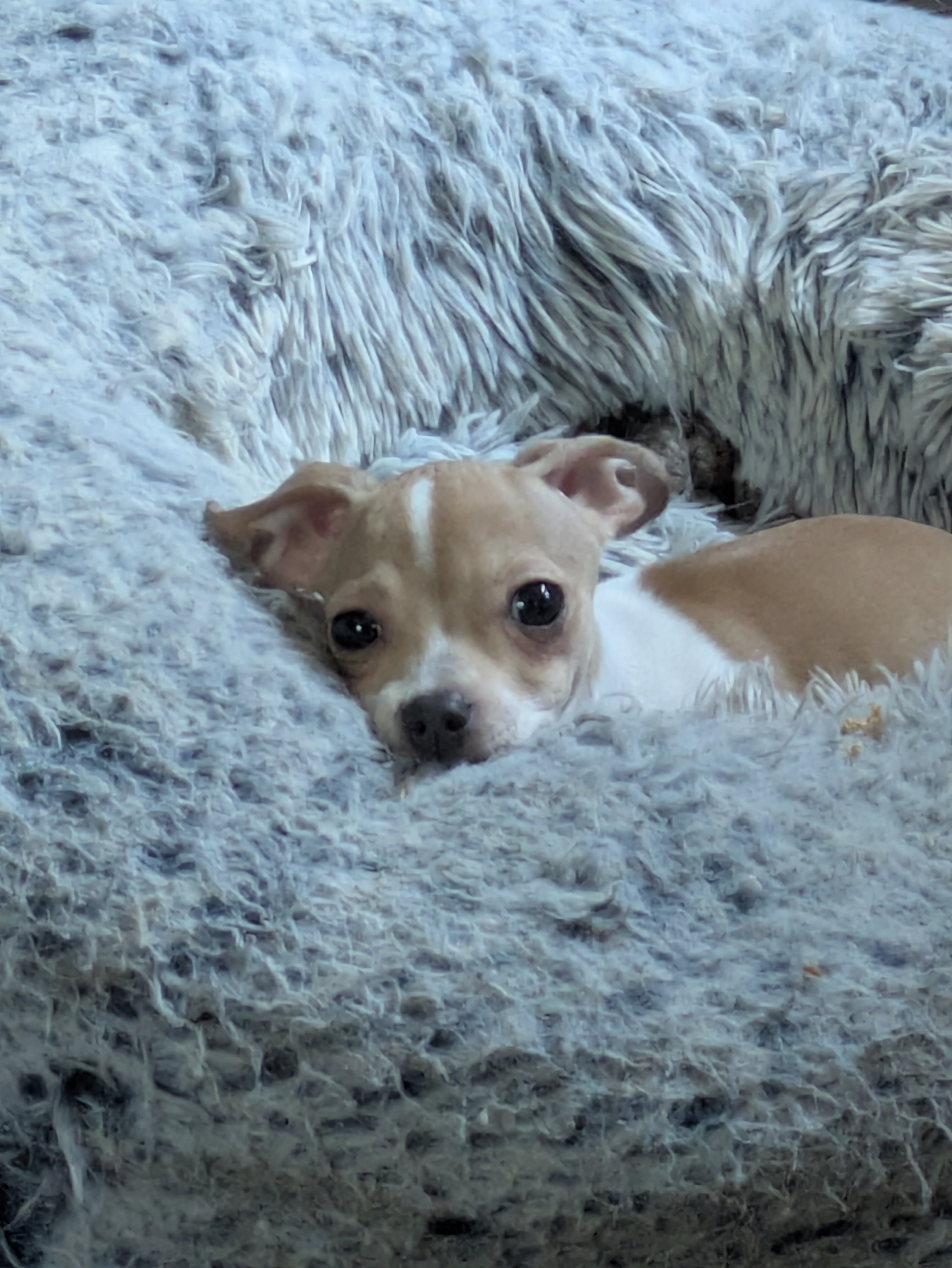 9 month old female Chihuahua image 5