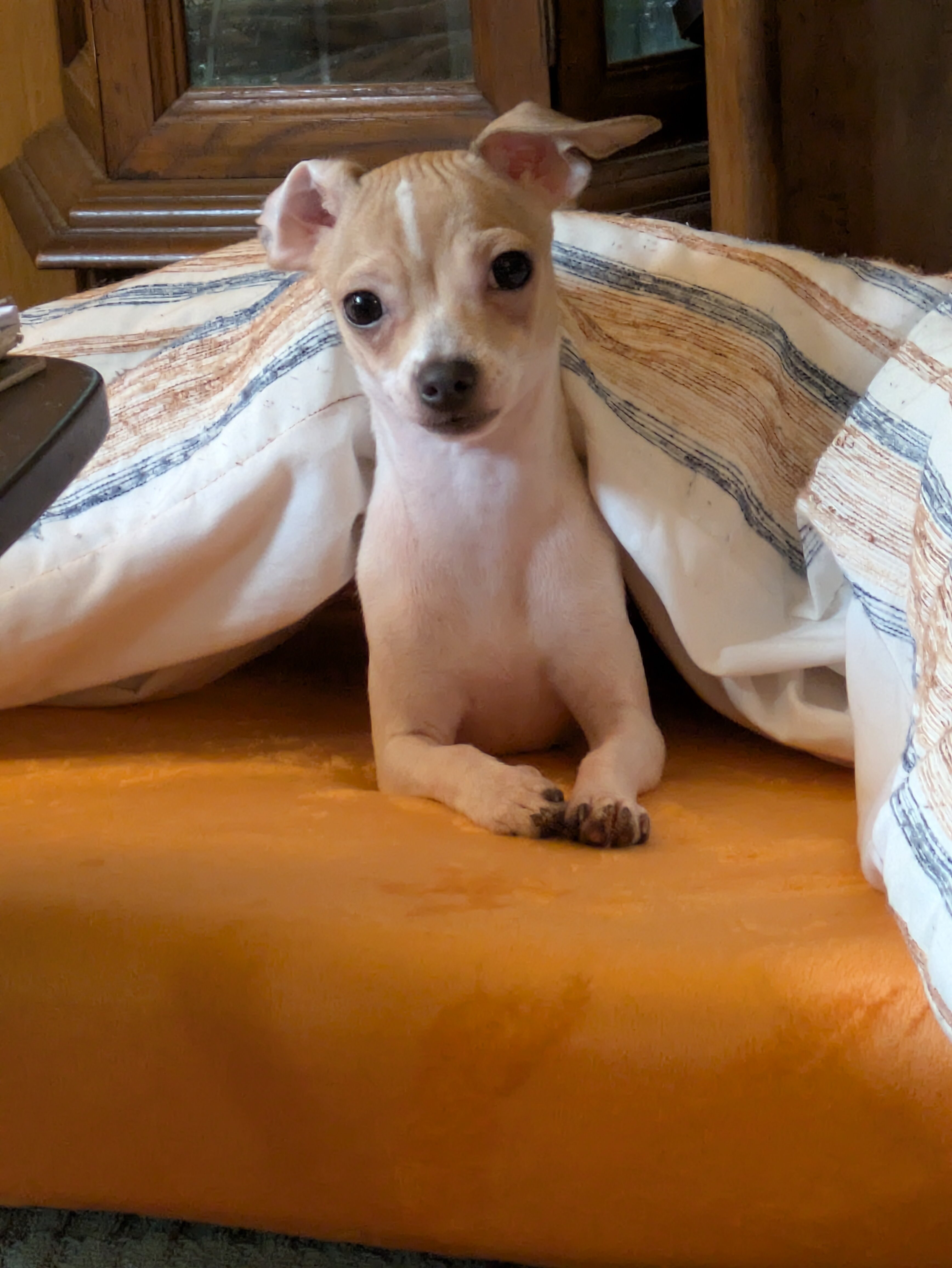 9 month old female Chihuahua image 6