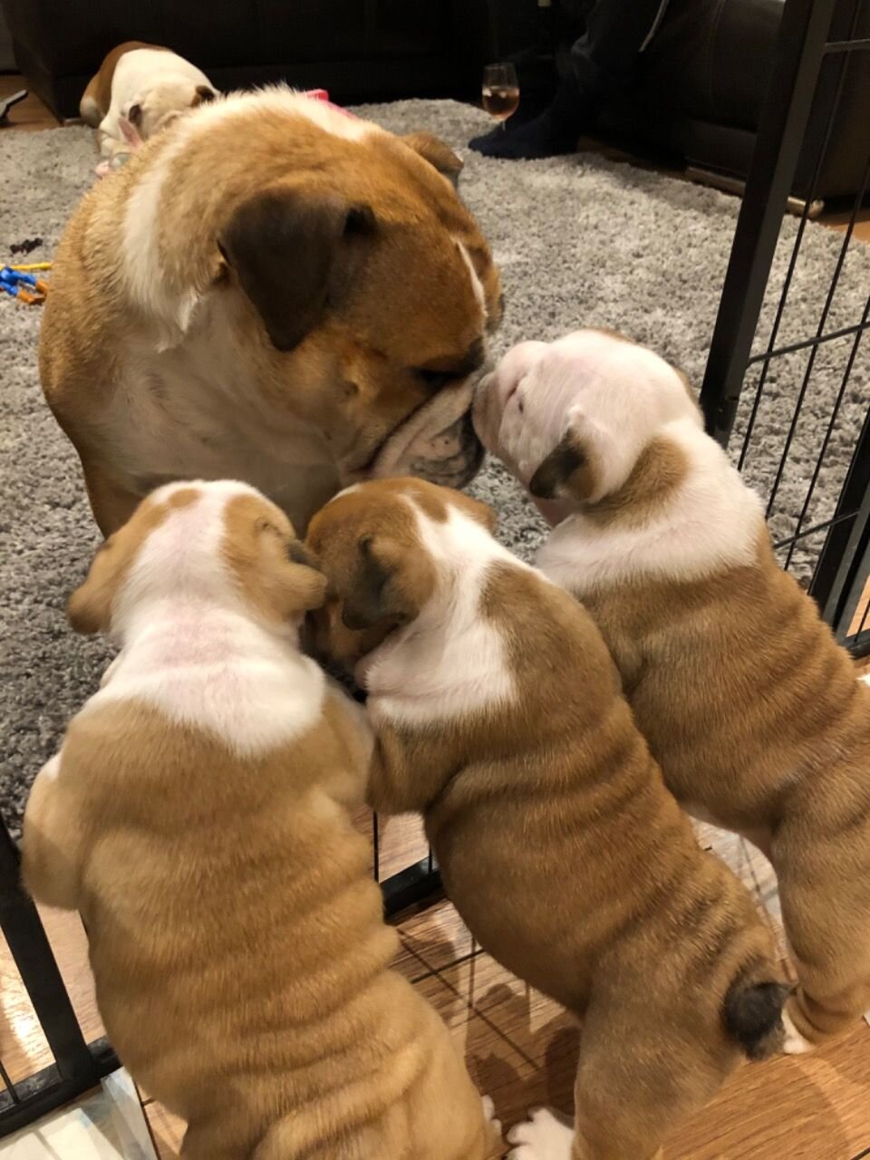 English Bulldog Puppies for Sale image 1