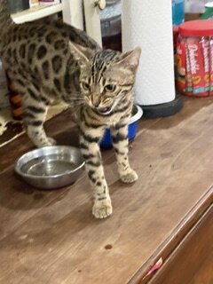 8 month old Bengal kitten image 10