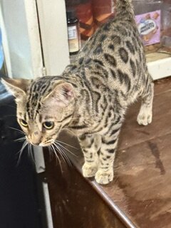 8 month old Bengal kitten image 9