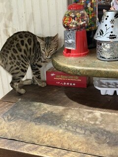 8 month old Bengal kitten image 4