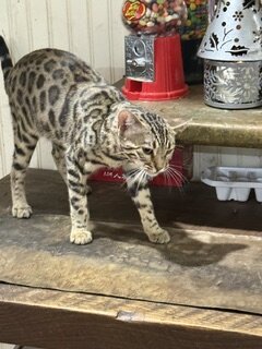 8 month old Bengal kitten image 8